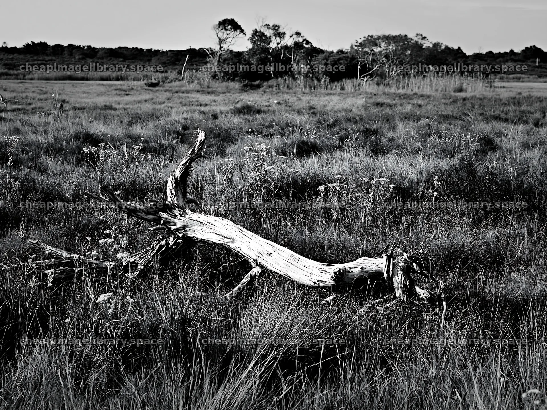 Chiba coastal climate meadow with driftwood in the foreground – image library 9174x6866
