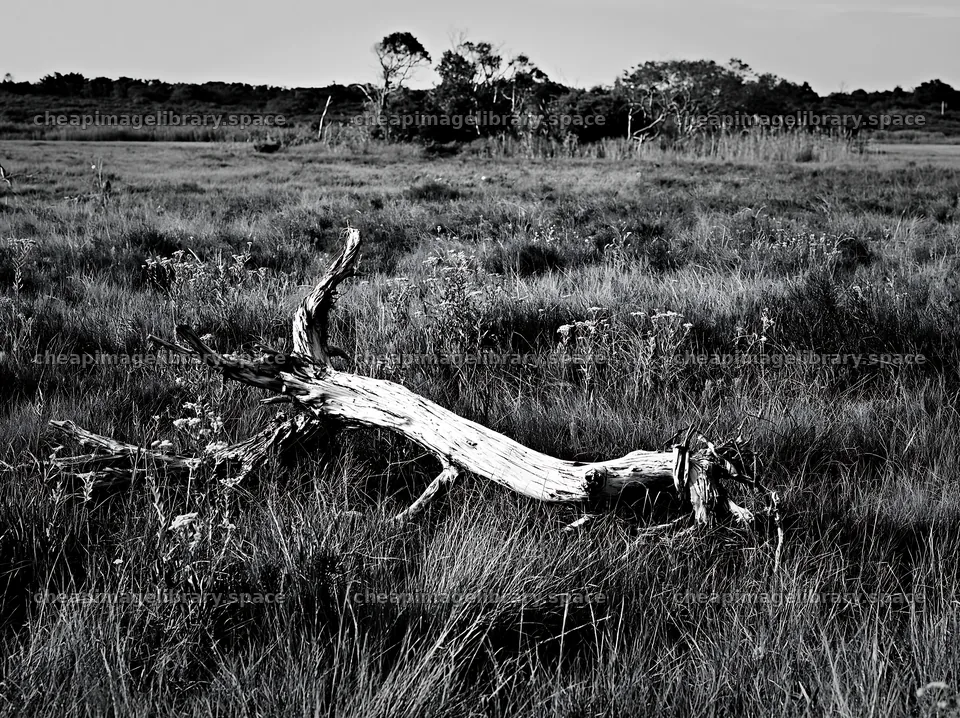Chiba coastal climate meadow with driftwood in the foreground – image library 9174x6866