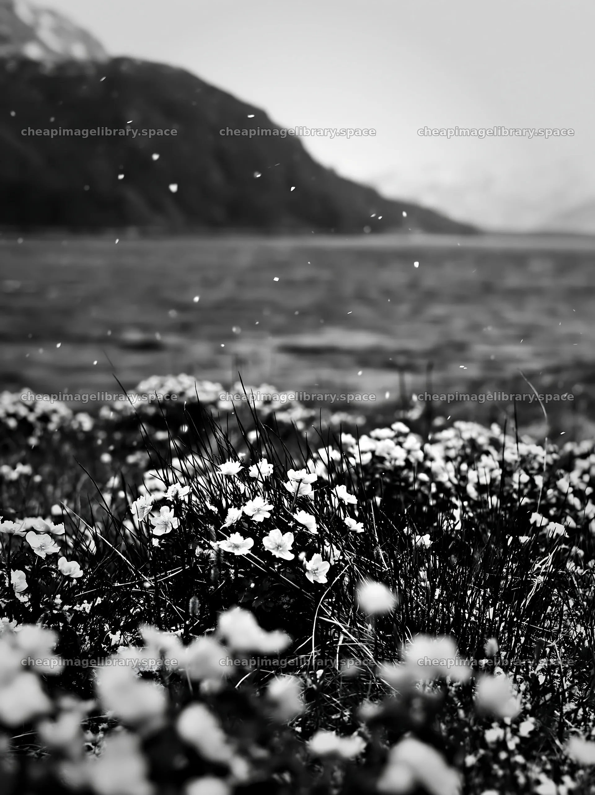Flowers in a spring meadow with a distant mountain backdrop – image library 6866x9174