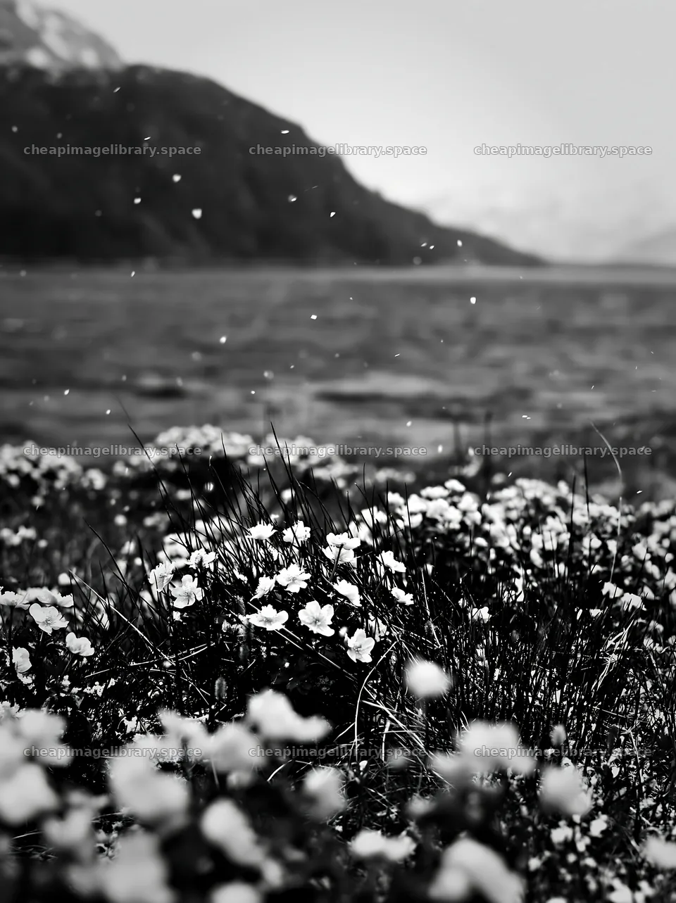 Flowers in a spring meadow with a distant mountain backdrop – image library 6866x9174