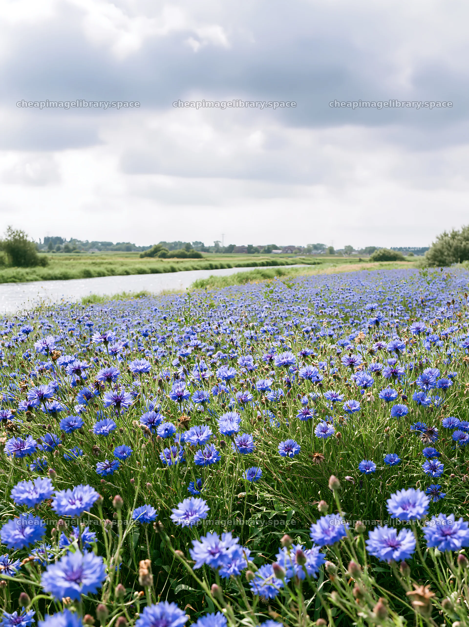 Cornflower meadow by the river under cloudy sky – image library 6866x9174