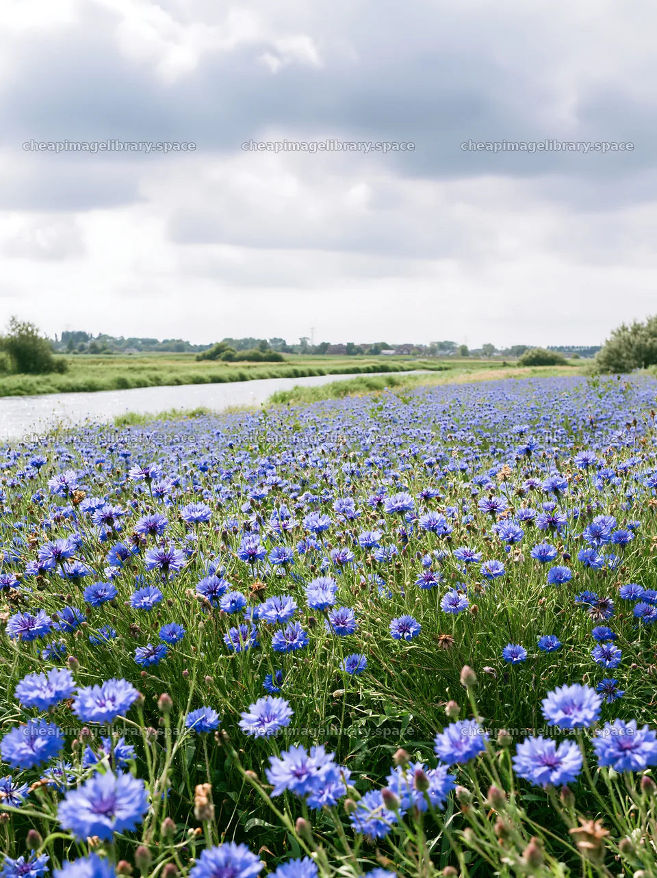 Cornflower meadow by the river under cloudy sky – image library 6866x9174