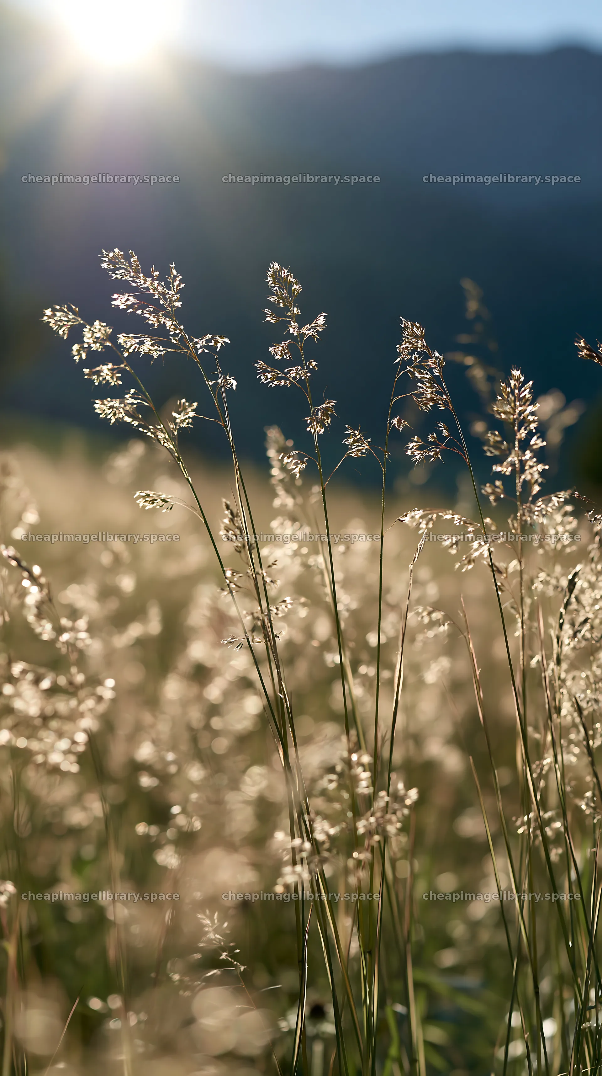 Sunbeams shining on grasses in Alpe di Siusi meadow – image library 5938x10608