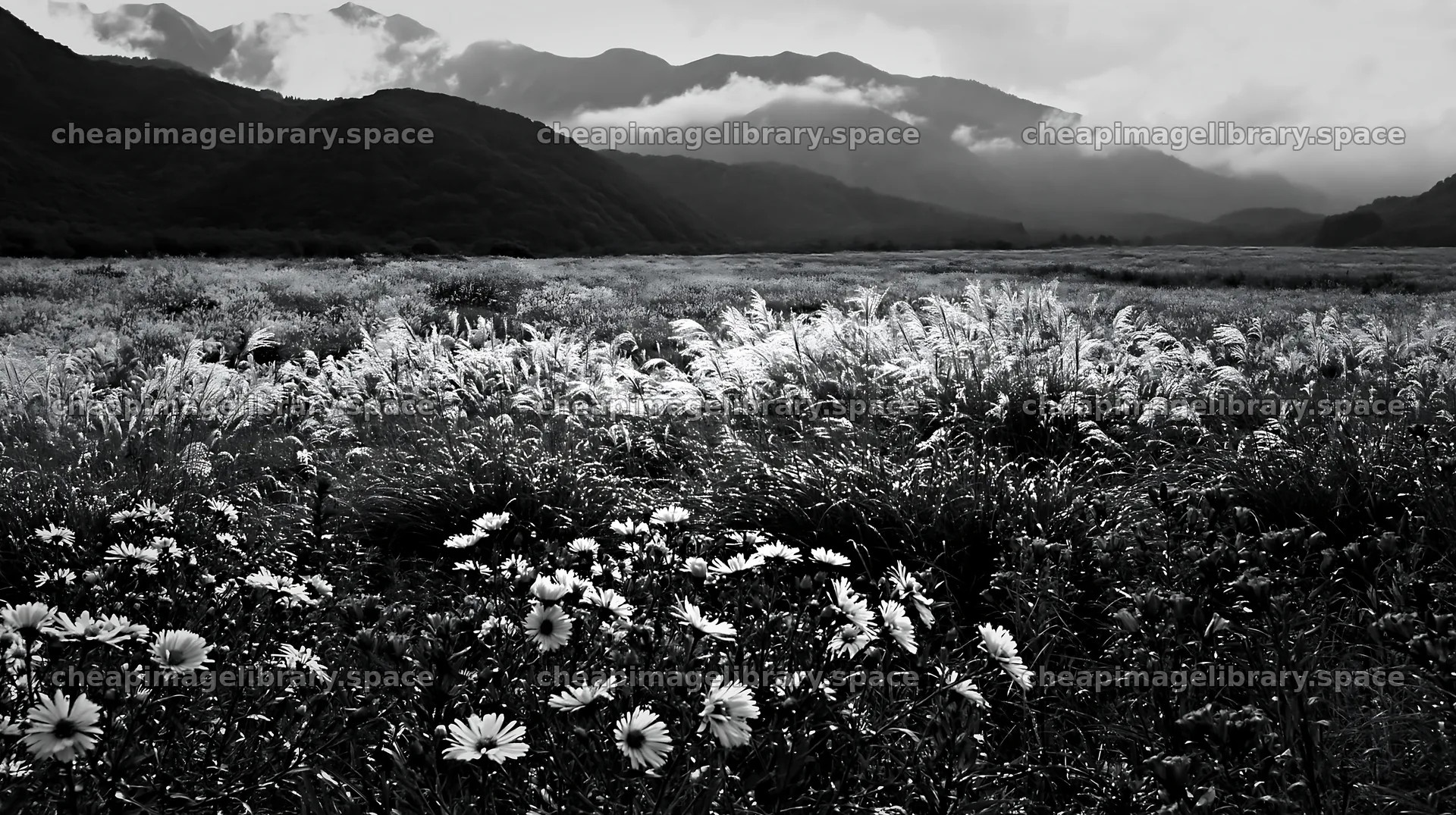 Biodiverse silver grass meadow in Nagano with dew drops – image library 10608x5938
