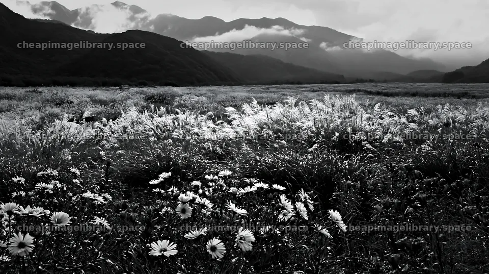 Biodiverse silver grass meadow in Nagano with dew drops – image library 10608x5938
