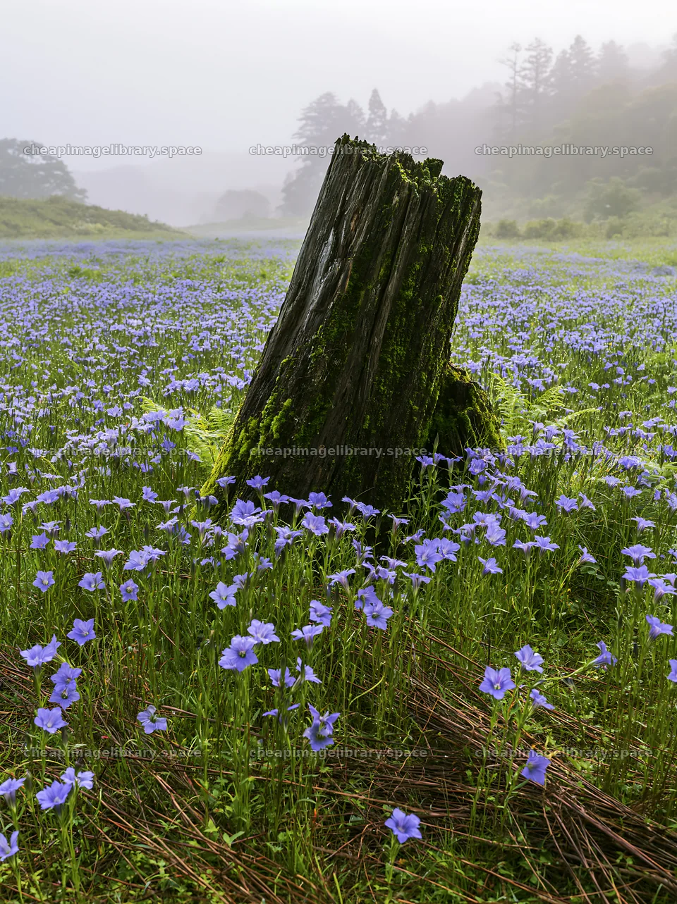 Gifu low carbon meadow mossy log surrounded by flowers – image library 6866x9174