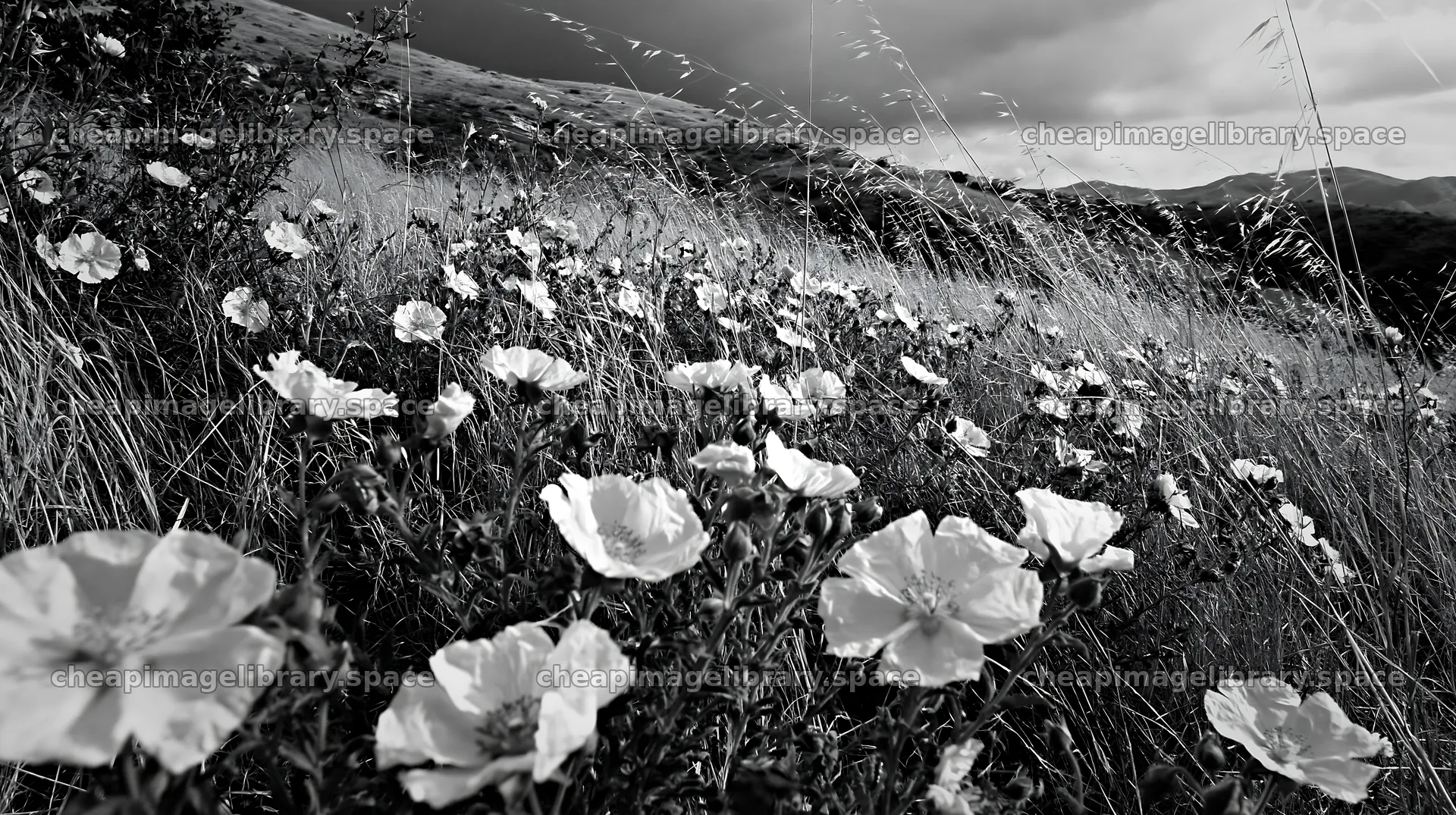 Cloudy rockrose meadow on limestone slope with wildflowers – image library 10608x5938
