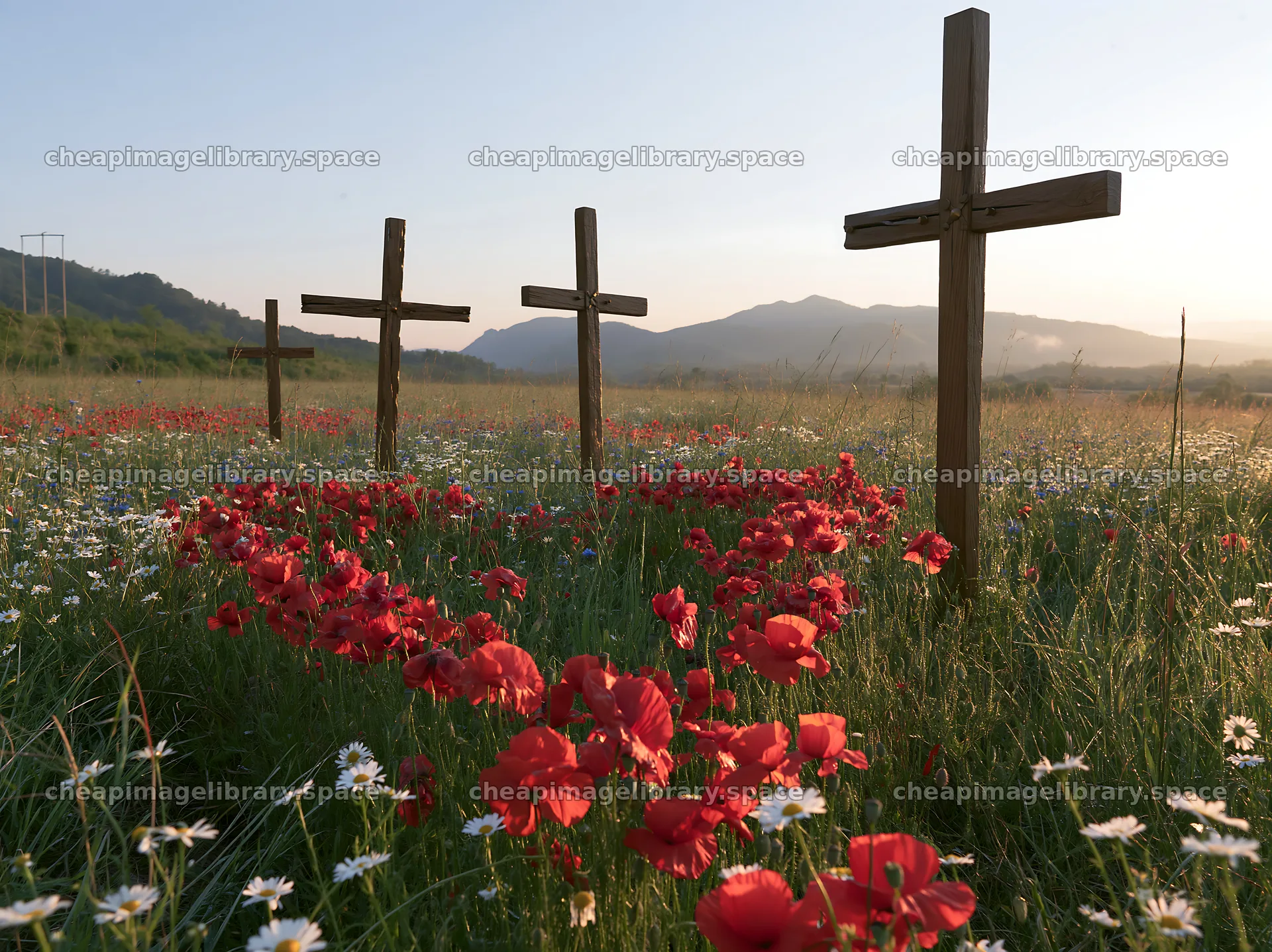 Wooden crosses in meadow with red flowers in the foreground – image library 9174x6866