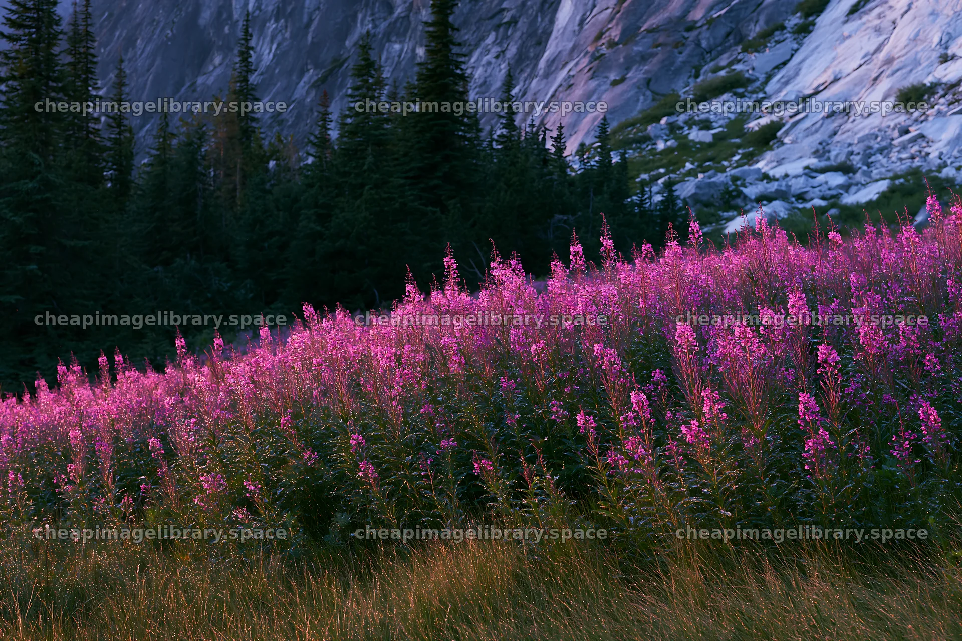 Fireweed meadow at sunset in a mountainous area – image library 9722x6480