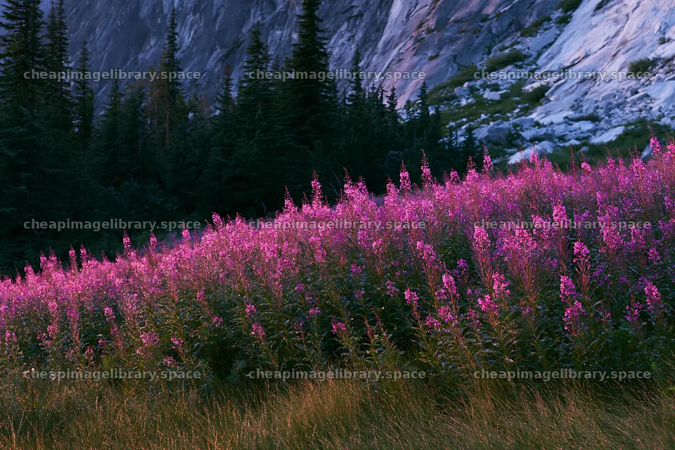 Fireweed meadow at sunset in a mountainous area – image library 9722x6480