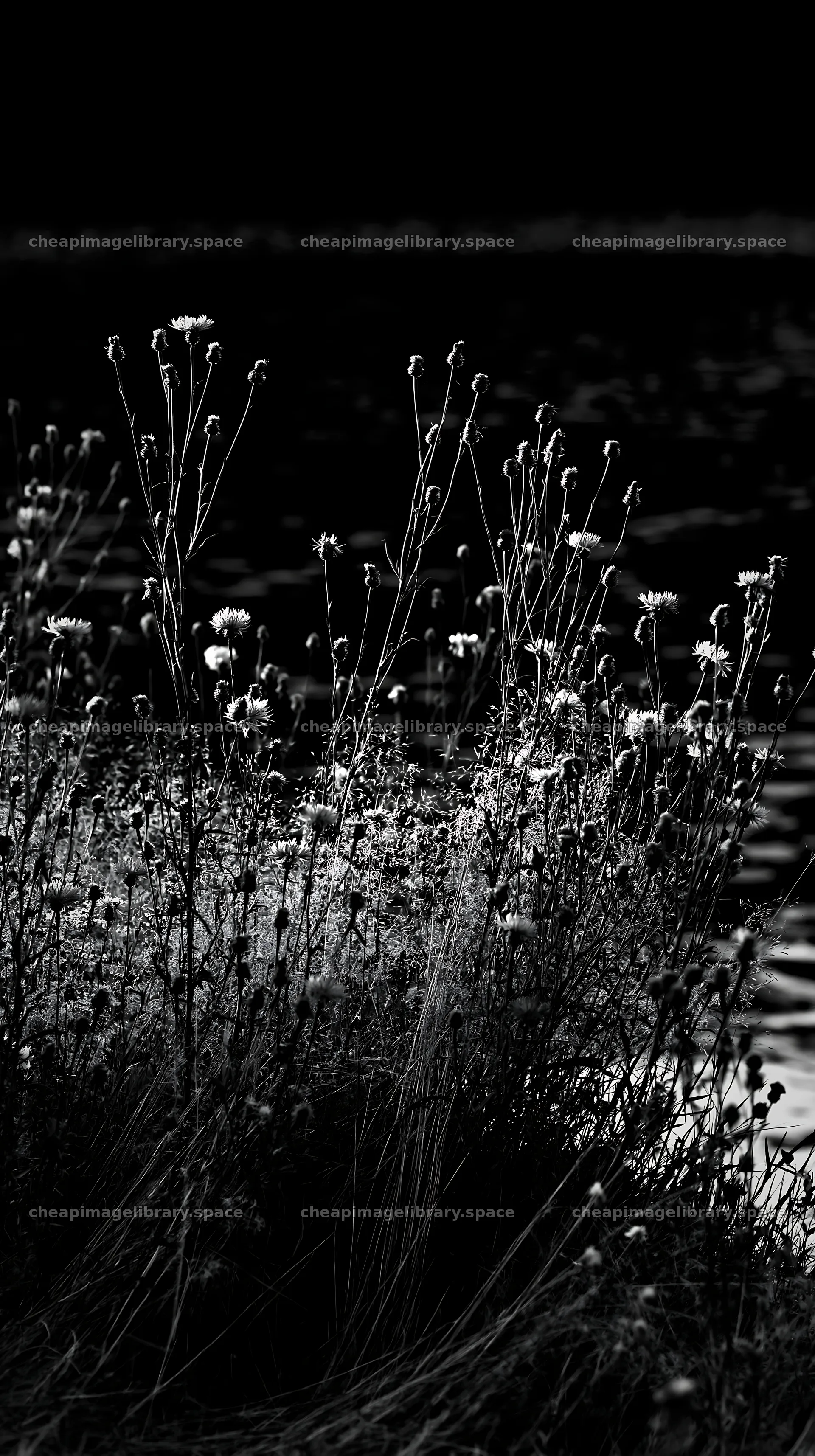 Lakeside meadow with wildflowers near German lake – image library 5938x10608