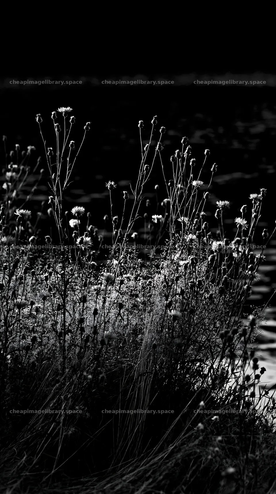 Lakeside meadow with wildflowers near German lake – image library 5938x10608
