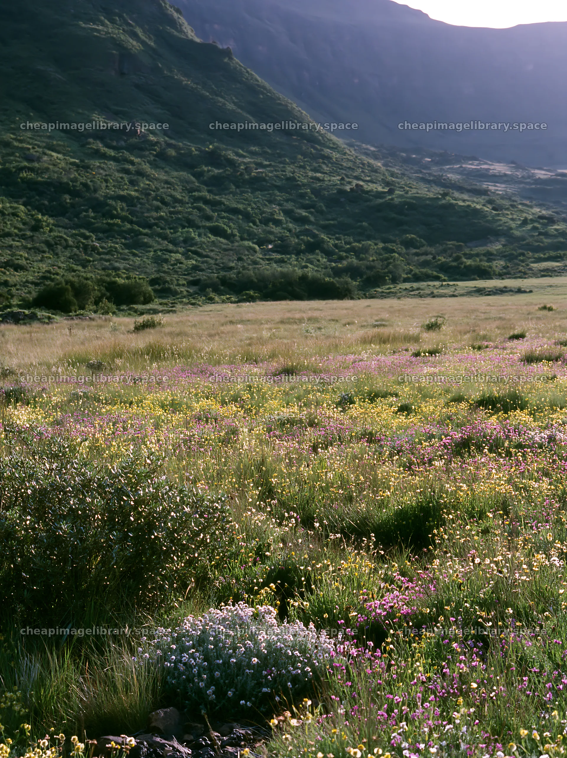 Biodiverse meadow with wildflowers in a mountain valley – image library 6866x9174