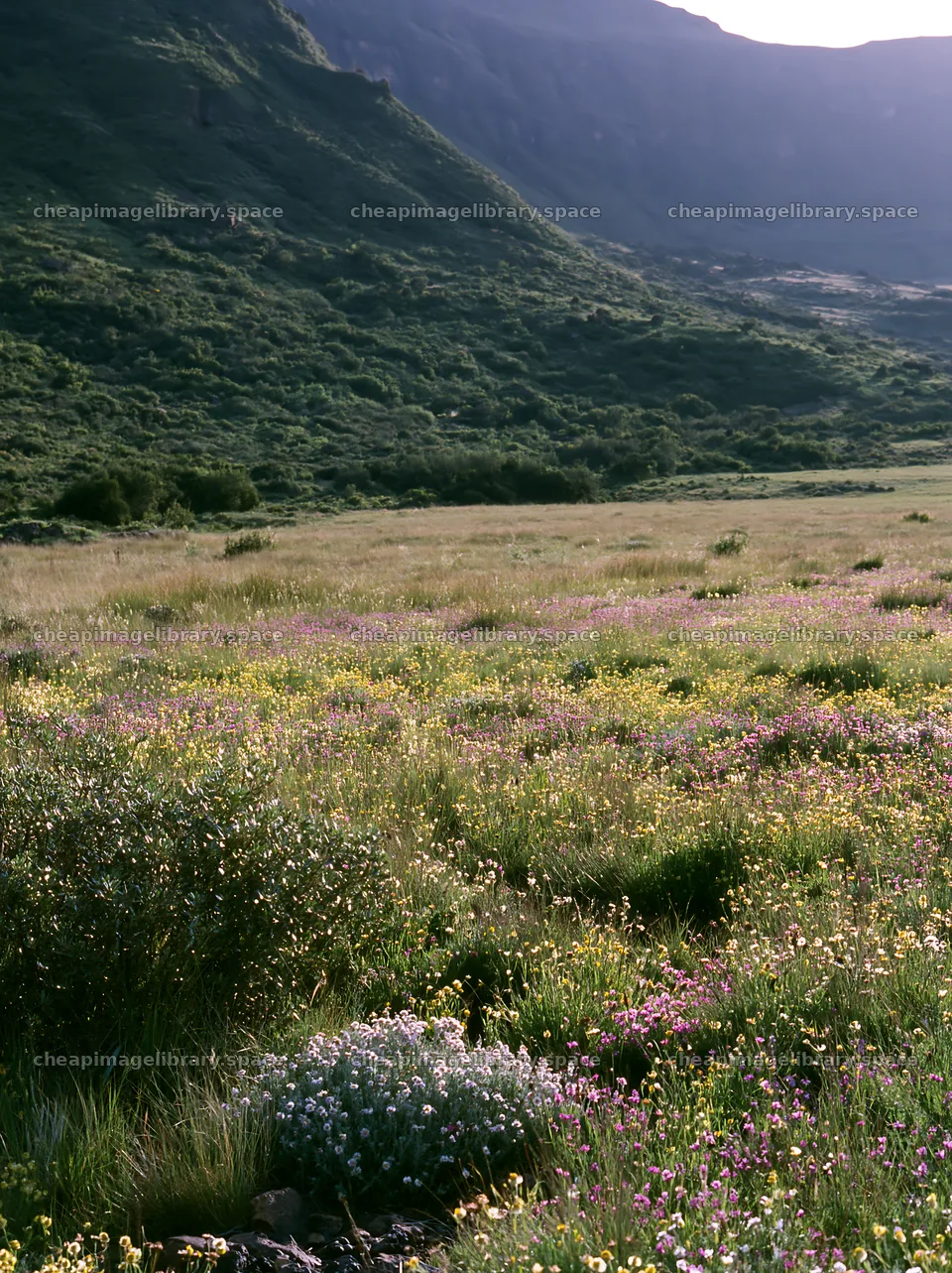 Biodiverse meadow with wildflowers in a mountain valley – image library 6866x9174