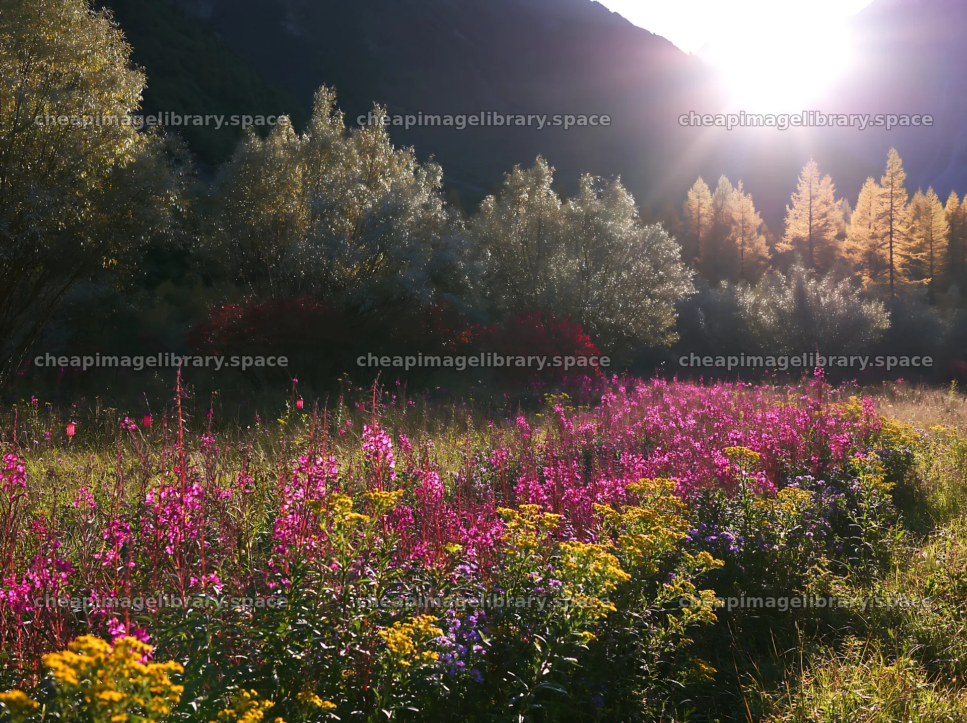 Christmas lanterns glowing in mountain valley meadow – image library 9174x6866