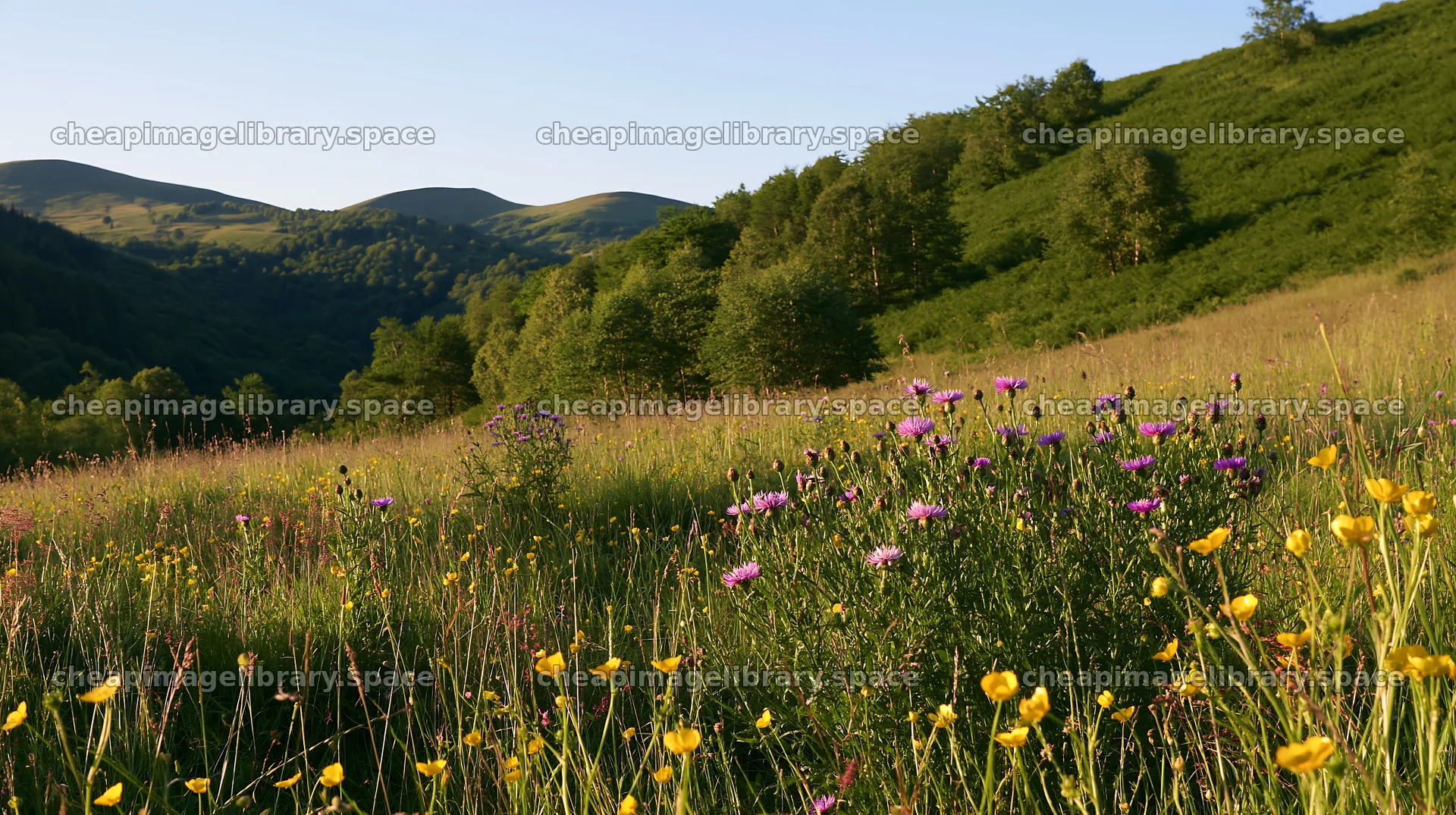 Biodiverse meadow with flowers and hills in sunny weather – image library 10608x5938