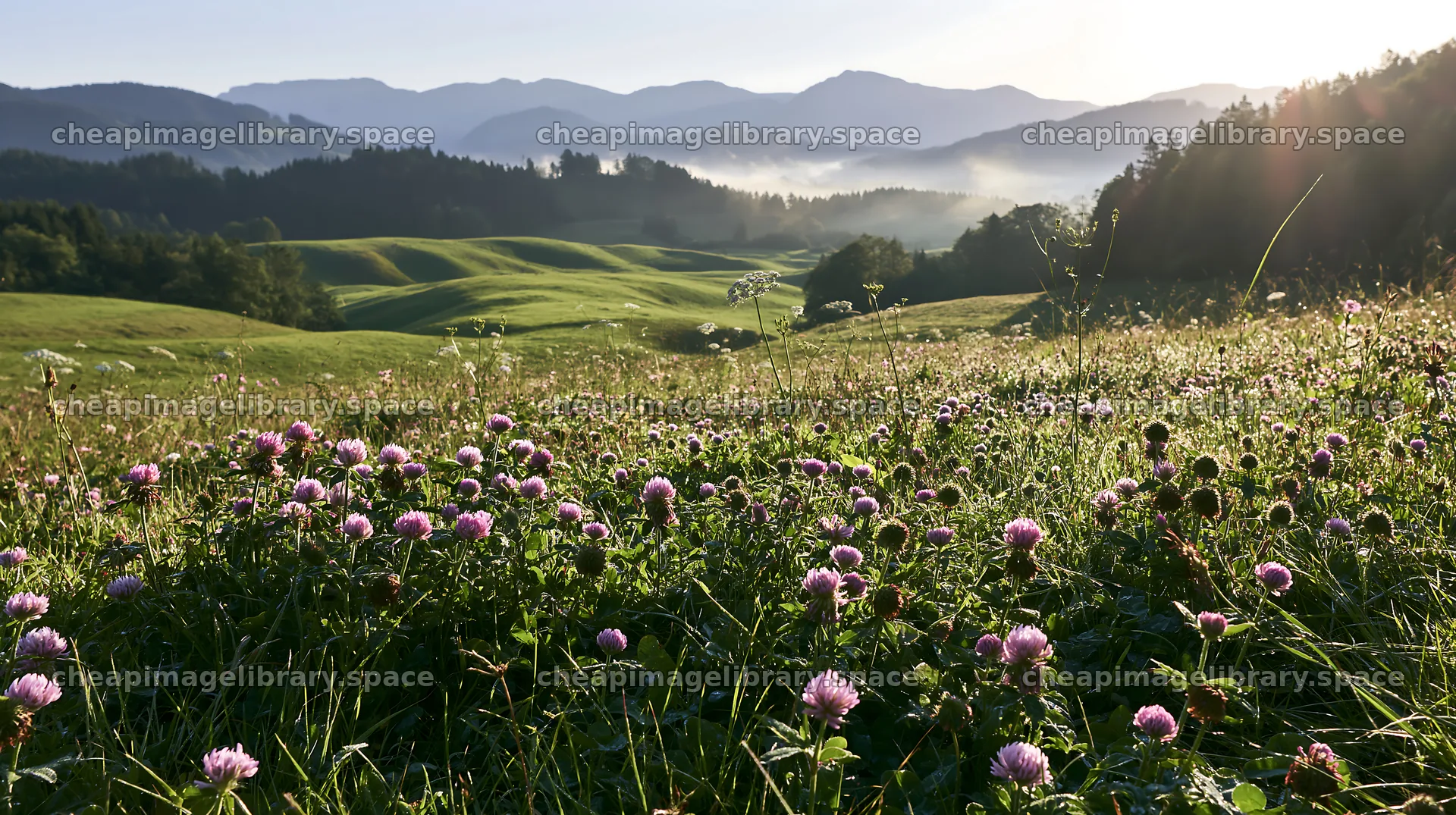 Rolling valley meadows with flowers and distant mountains – image library 10608x5938