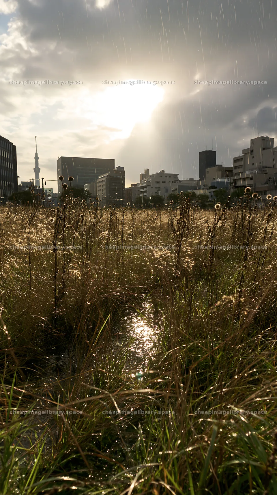 Tokyo urban meadow with seedheads at sunset – image library 5938x10608