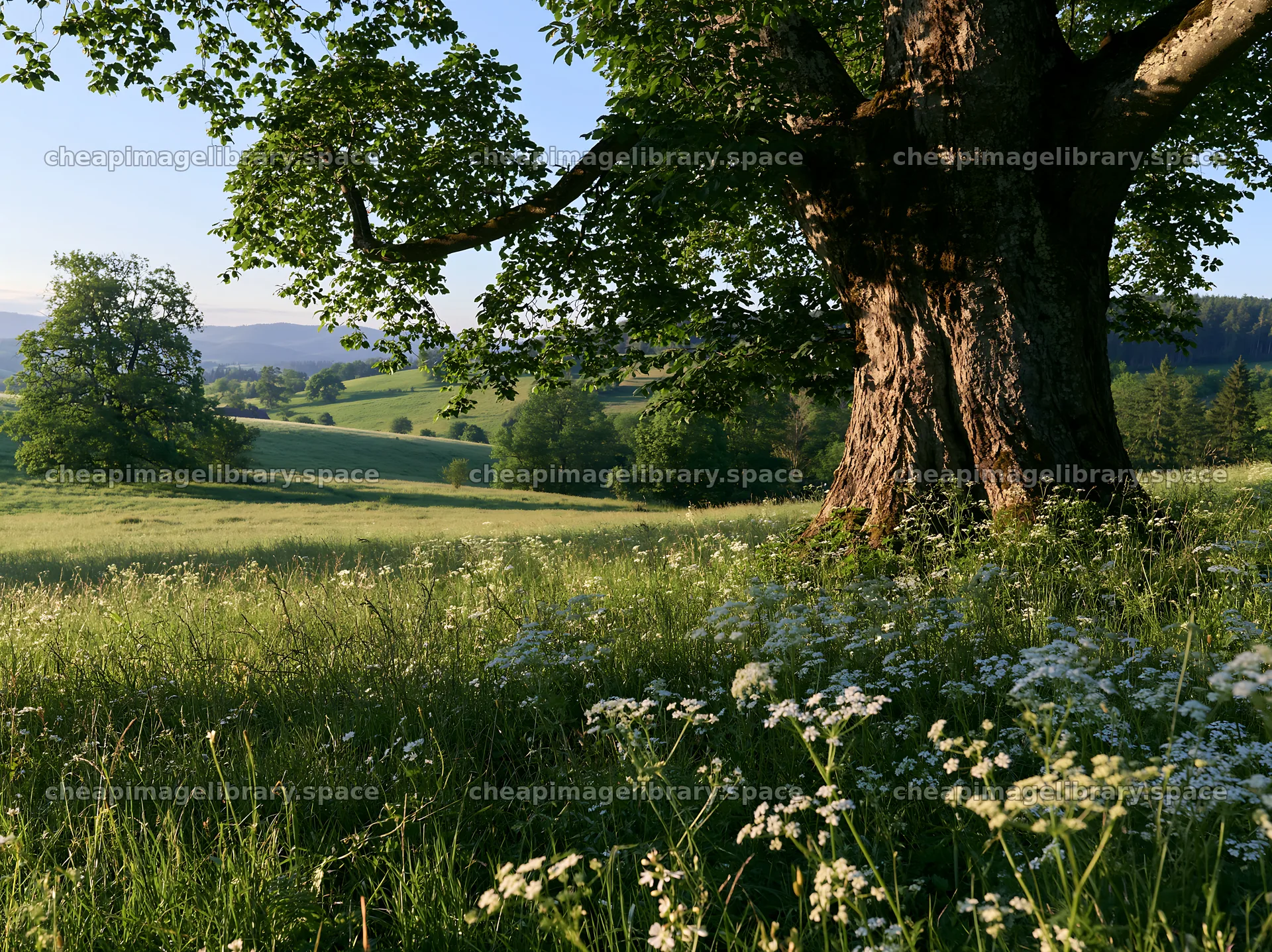 German foothill meadow with a large tree and wildflowers – image library 9174x6866