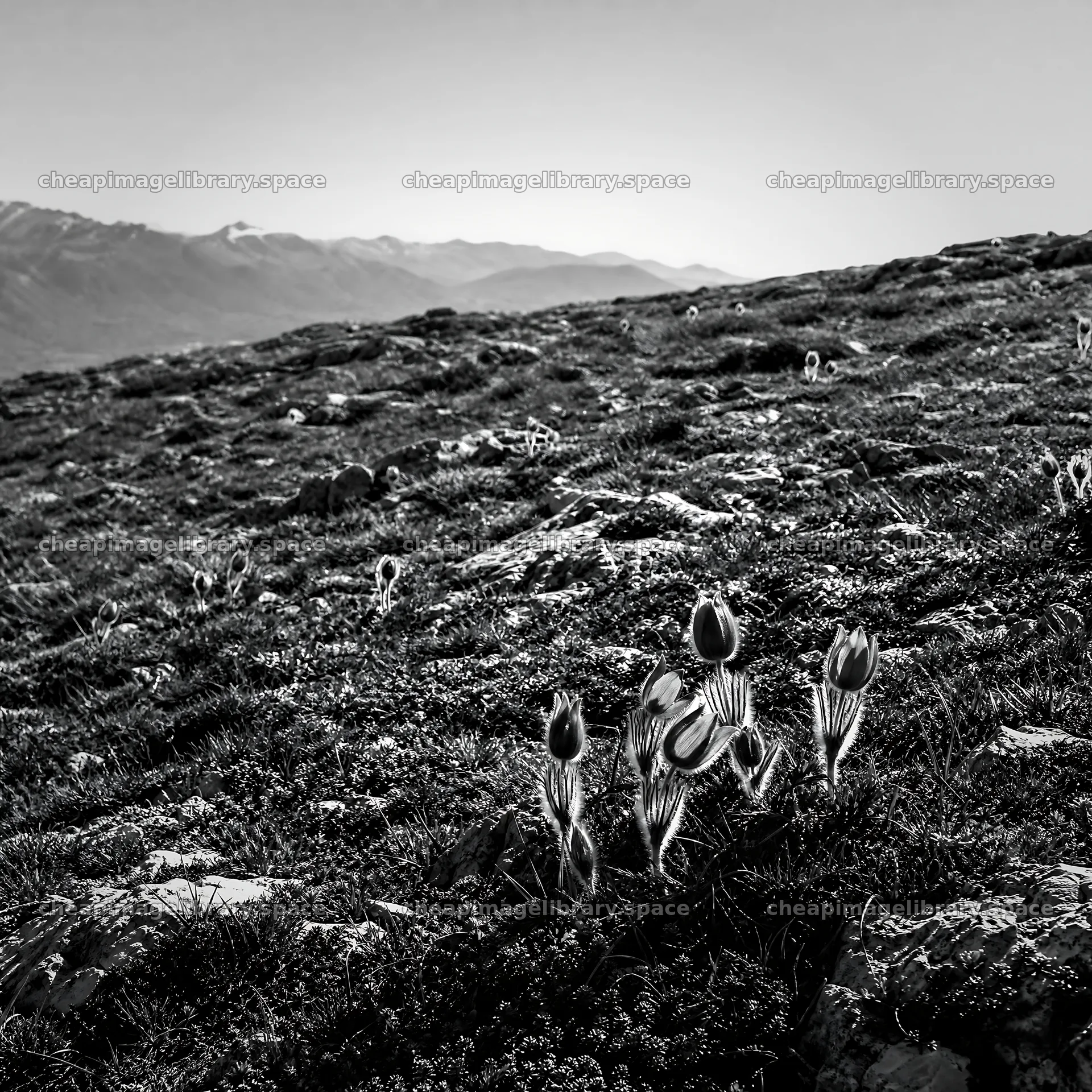 Sunny limestone meadow with distant mountains – image library 7938x7938