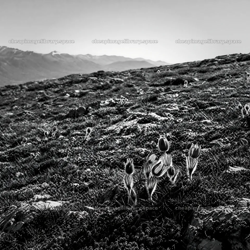 Sunny limestone meadow with distant mountains – image library 7938x7938