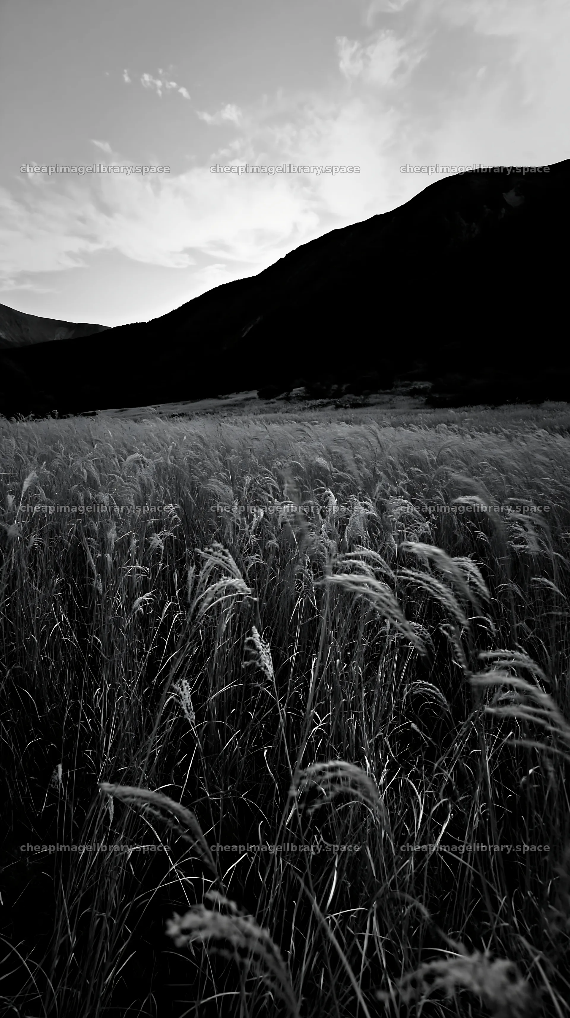 Ehime twilight meadow with dry seedheads – image library 5938x10608