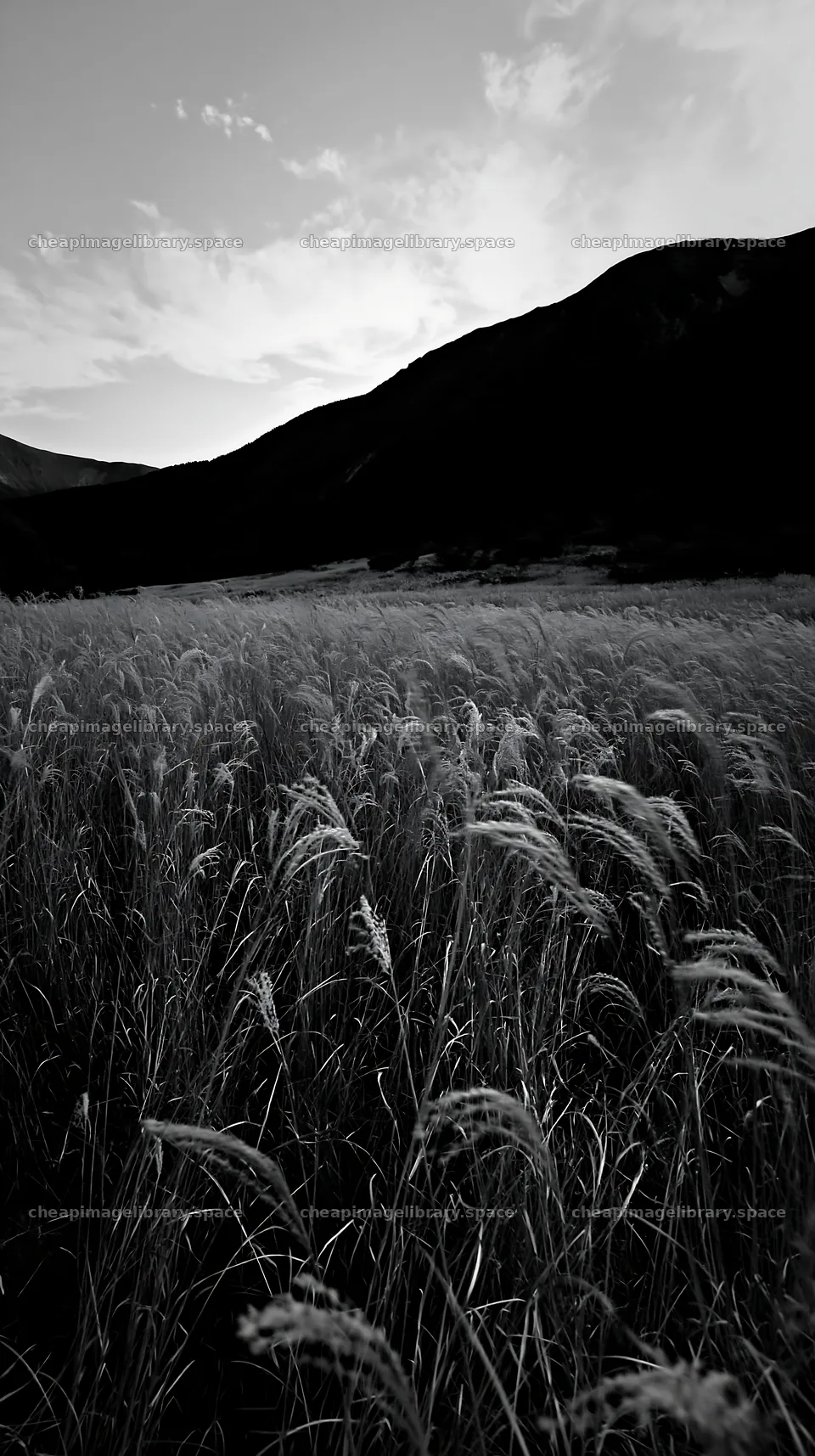 Ehime twilight meadow with dry seedheads – image library 5938x10608