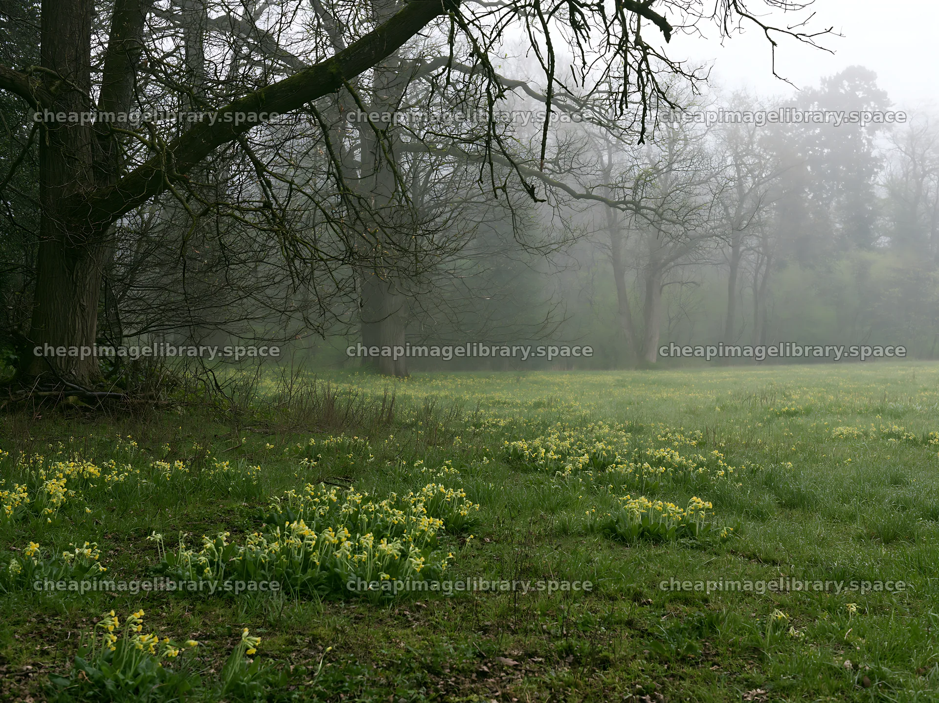 Misty forest meadow with blooming flowers and trees – image library 9174x6866