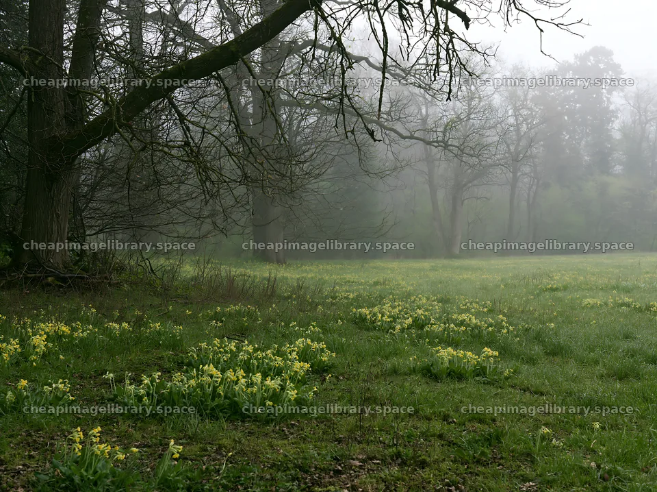 Misty forest meadow with blooming flowers and trees – image library 9174x6866