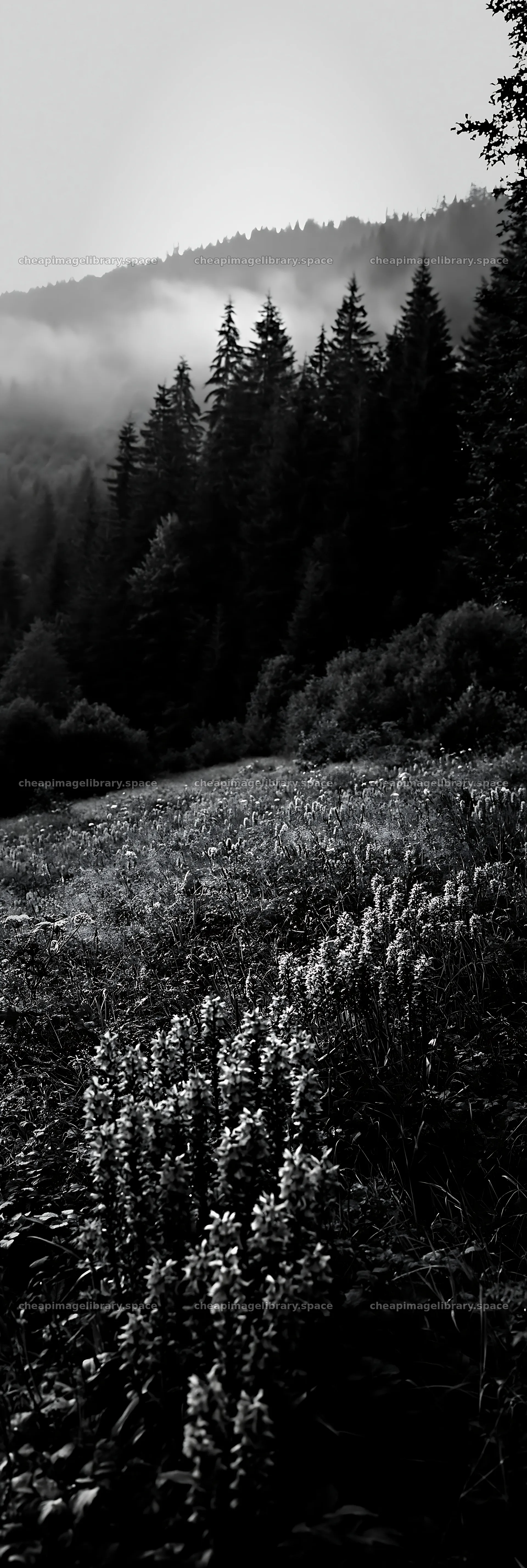 Colorful orchid meadow in a misty landscape – image library 4602x13690