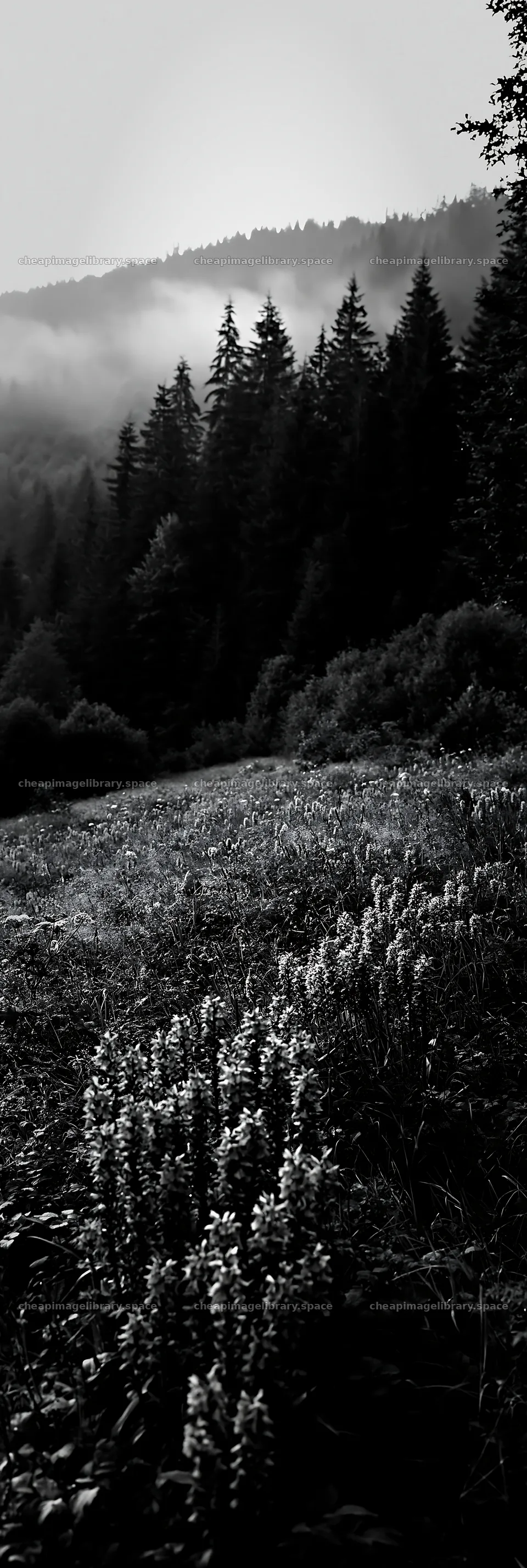 Colorful orchid meadow in a misty landscape – image library 4602x13690
