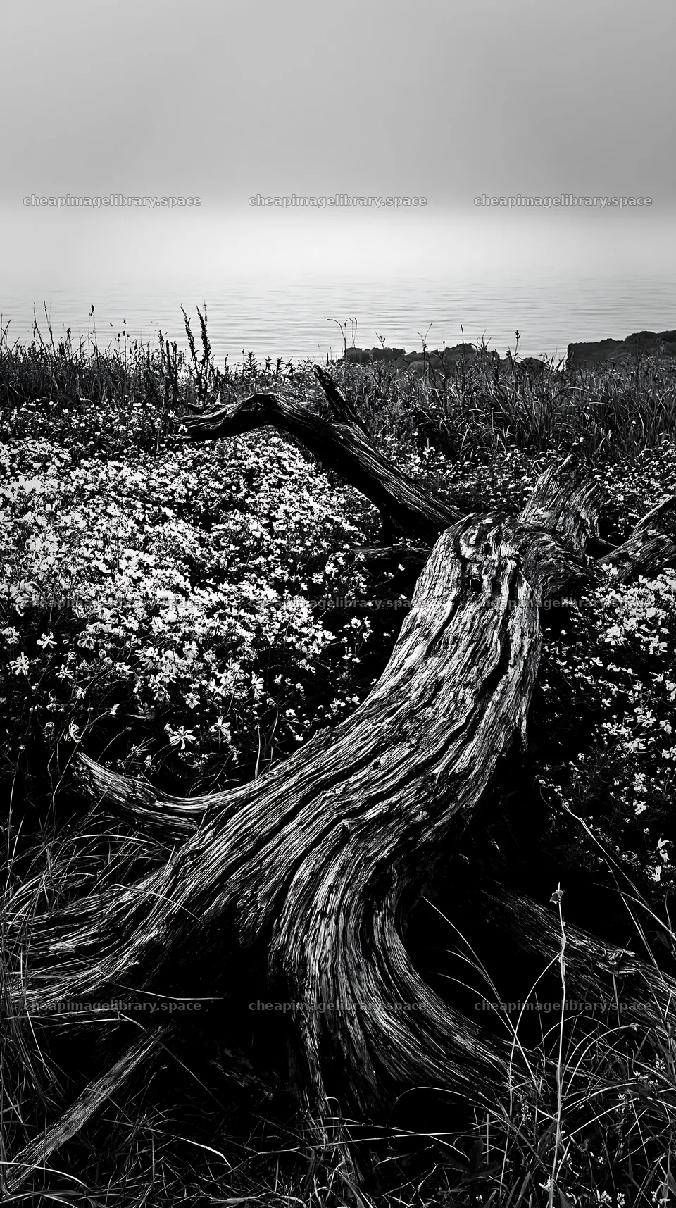 Nagasaki coastal meadow with driftwood and flowers – image library 5938x10608