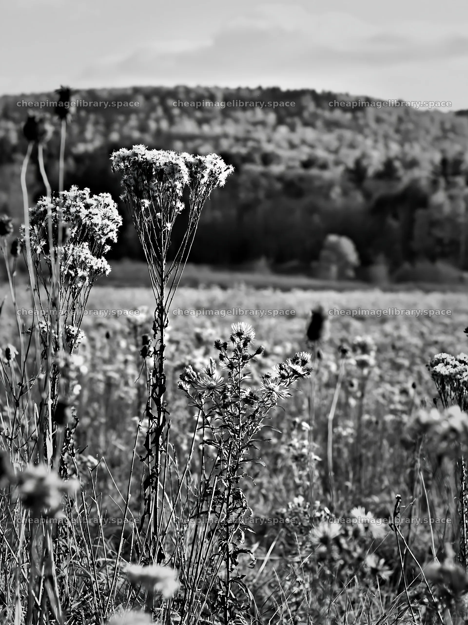 Seedheads in a meadow overlooking a hillside – image library 6866x9174