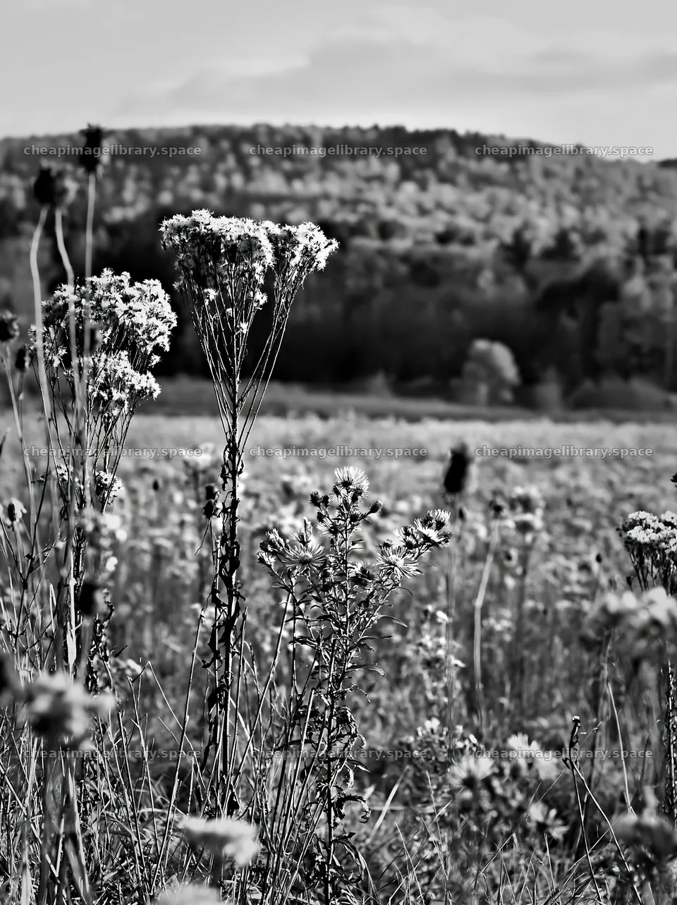 Seedheads in a meadow overlooking a hillside – image library 6866x9174