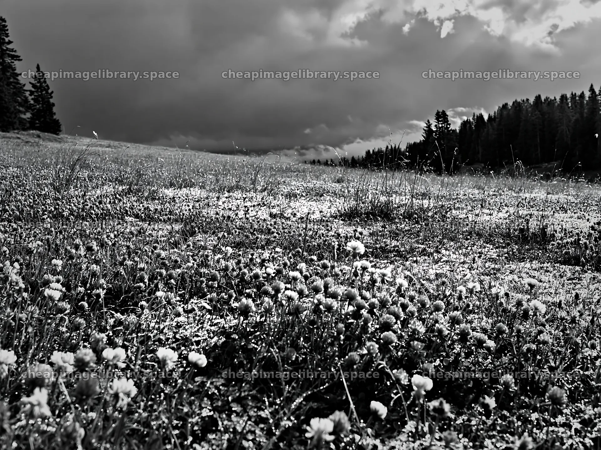 Clover meadow with dew under cloudy sky – image library 9174x6866