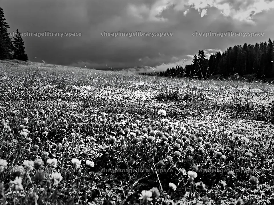 Clover meadow with dew under cloudy sky – image library 9174x6866