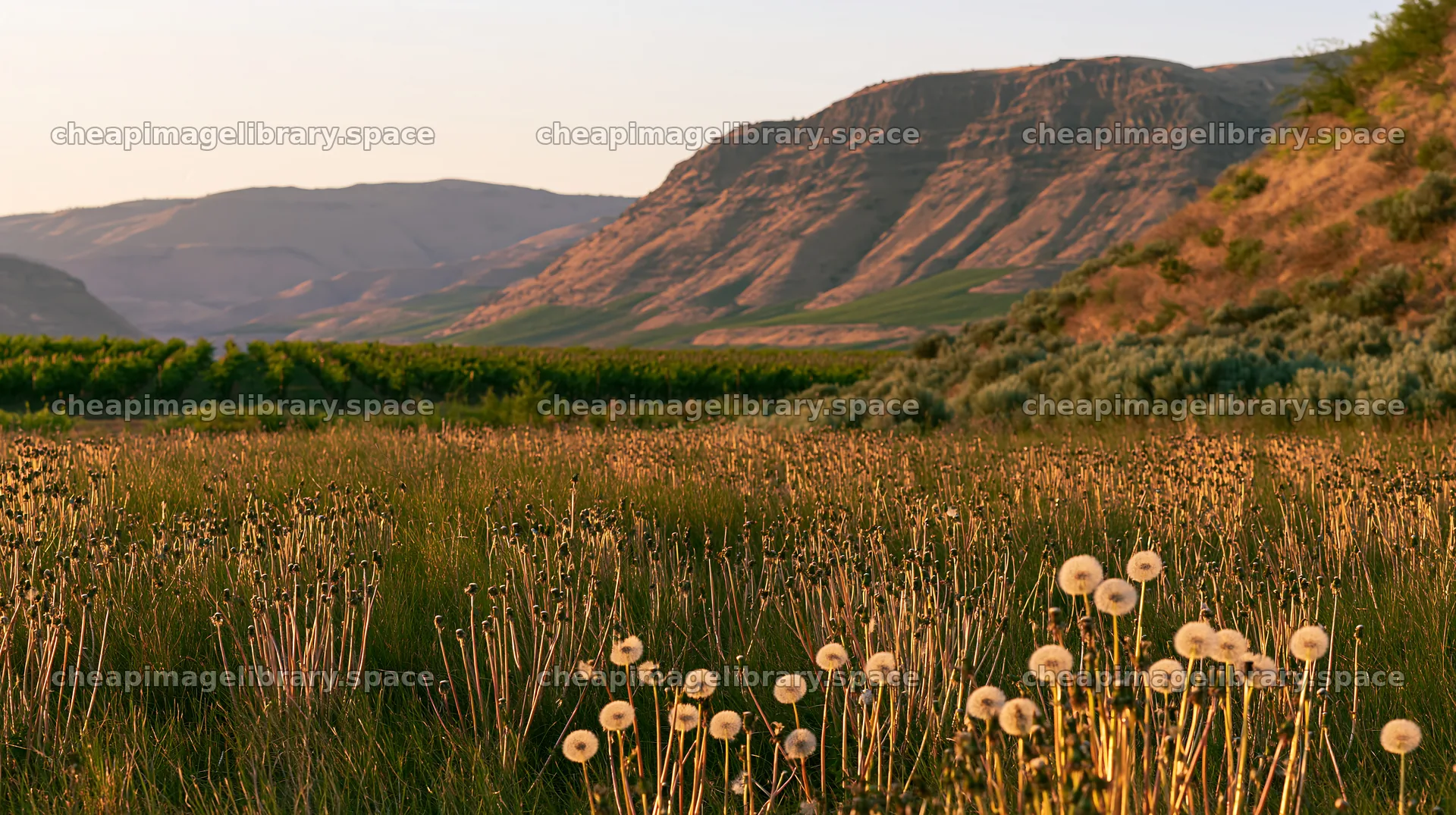 Dandelion orchard meadow with hills in evening light – image library 10608x5938