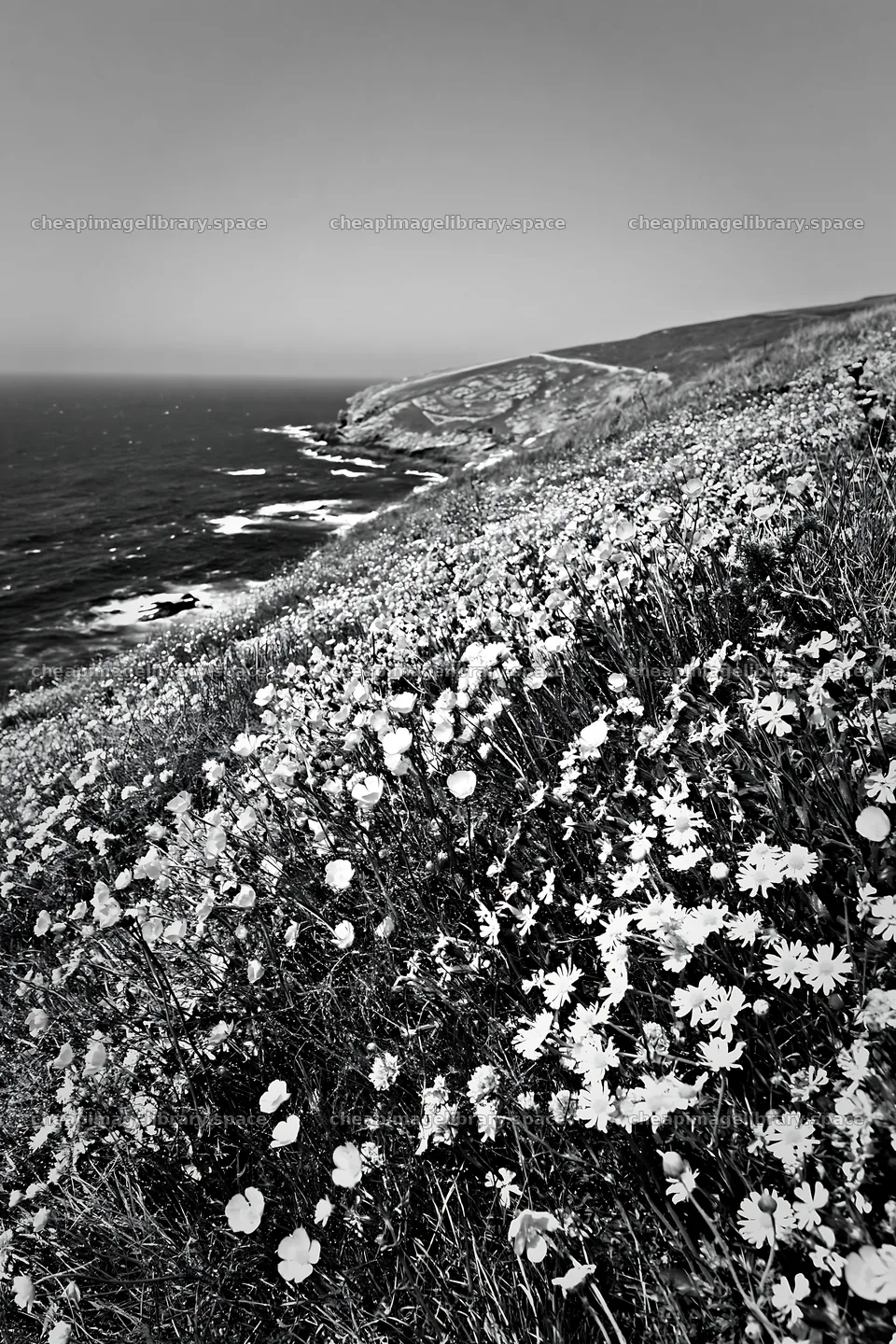 Colorful buttercup meadow along the seaside cliffs – image library 6480x9722
