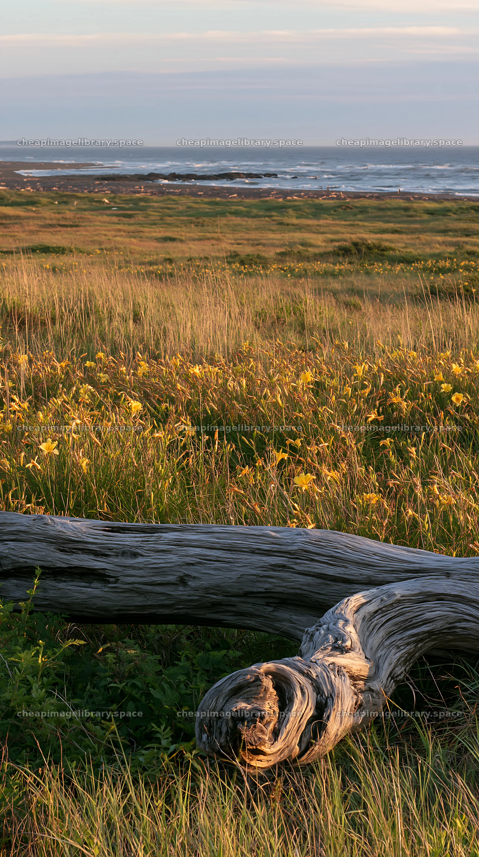 Chiba coastal climate meadow with driftwood in the foreground – image library 5938x10608
