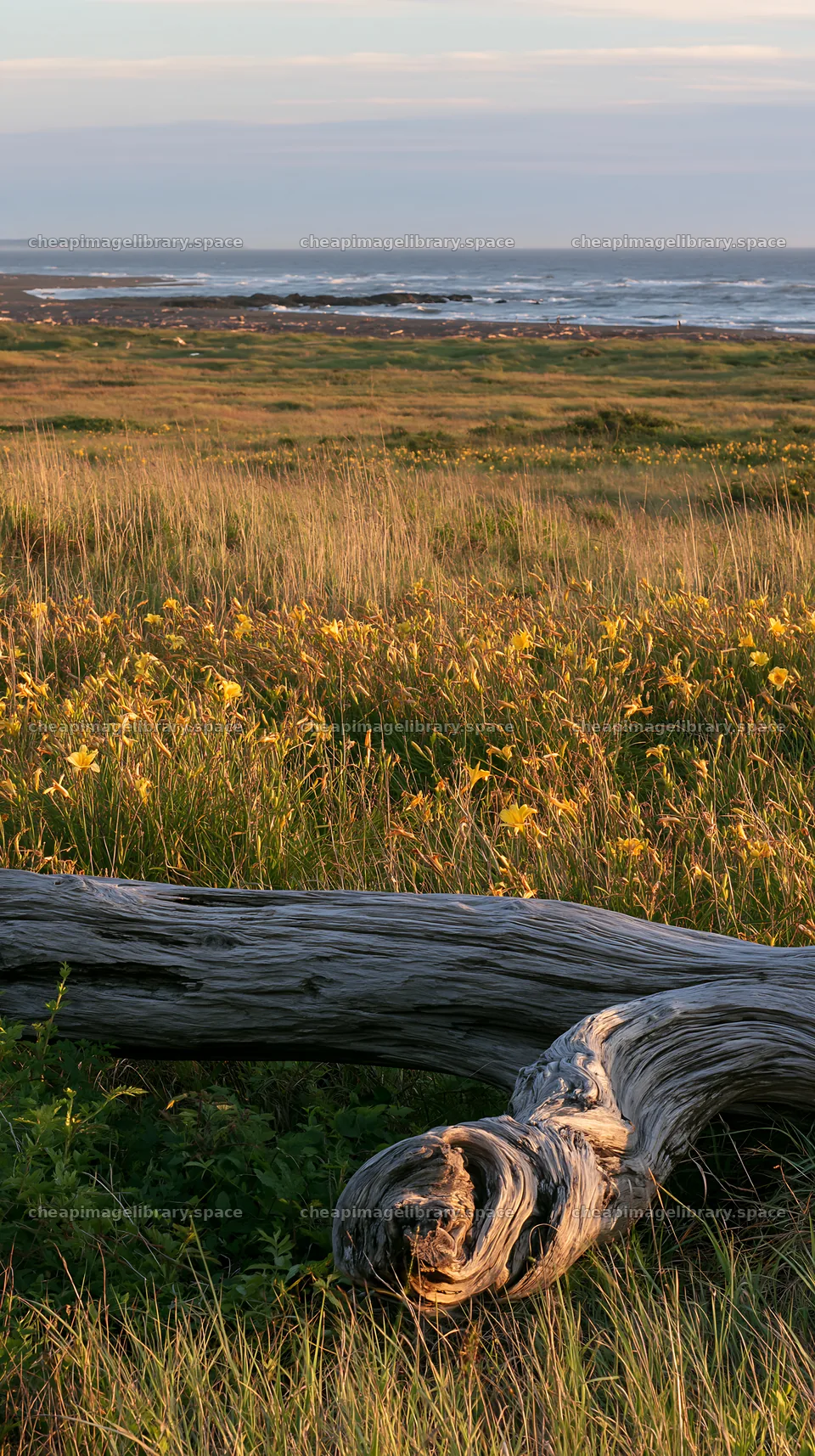 Chiba coastal climate meadow with driftwood in the foreground – image library 5938x10608