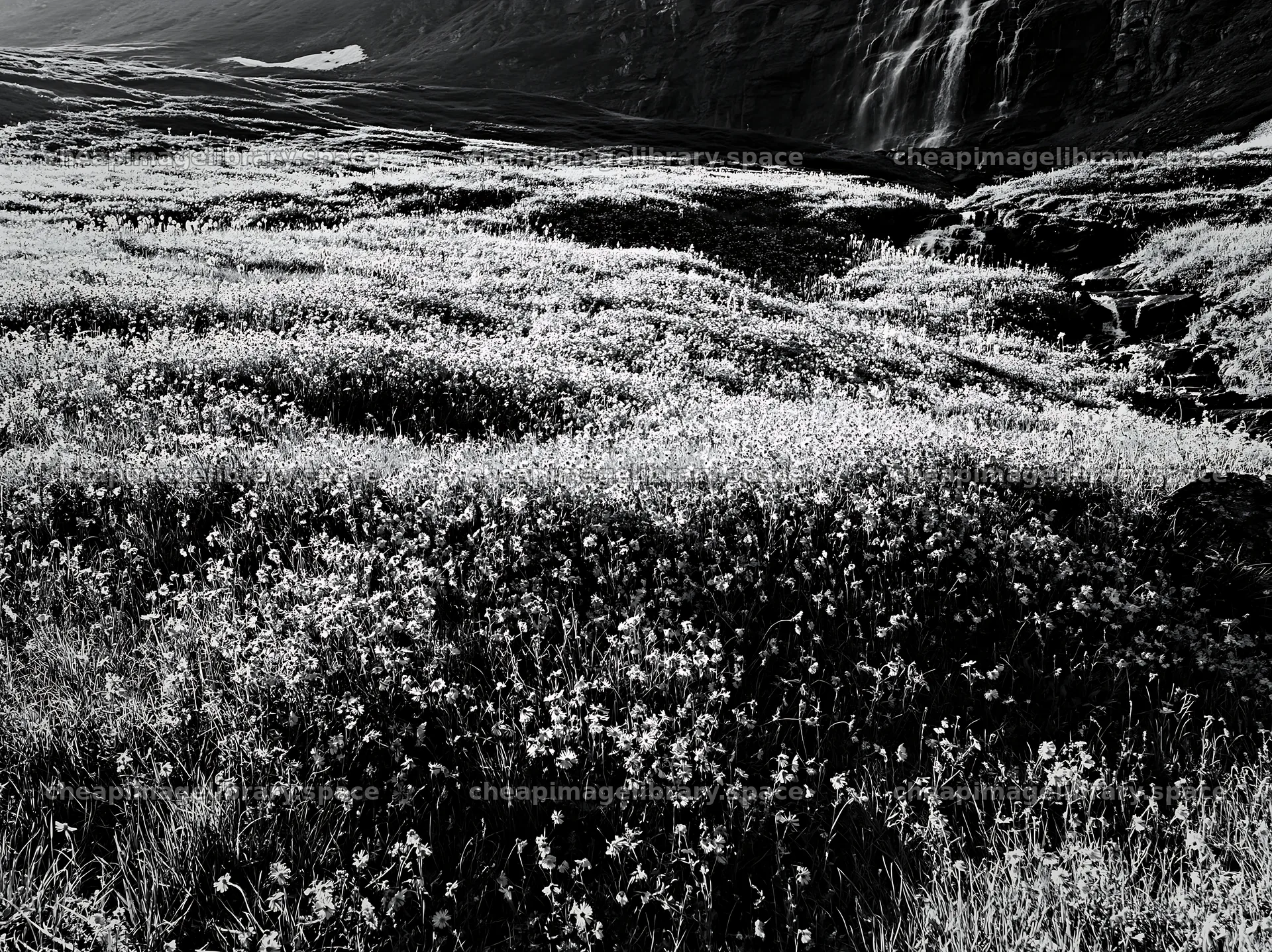 Wildflower meadow beneath cascading falls during daylight – image library 9174x6866