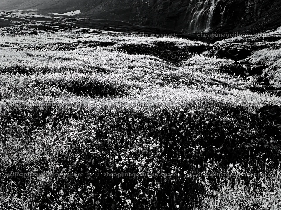 Wildflower meadow beneath cascading falls during daylight – image library 9174x6866