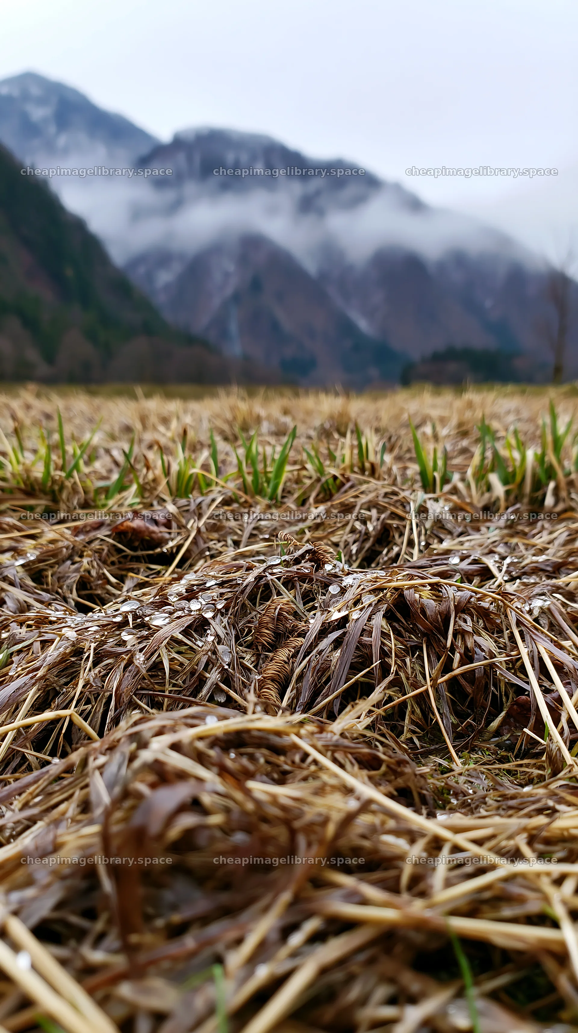 Fukui native grass meadow with rain droplets on a cloudy day – image library 5938x10608