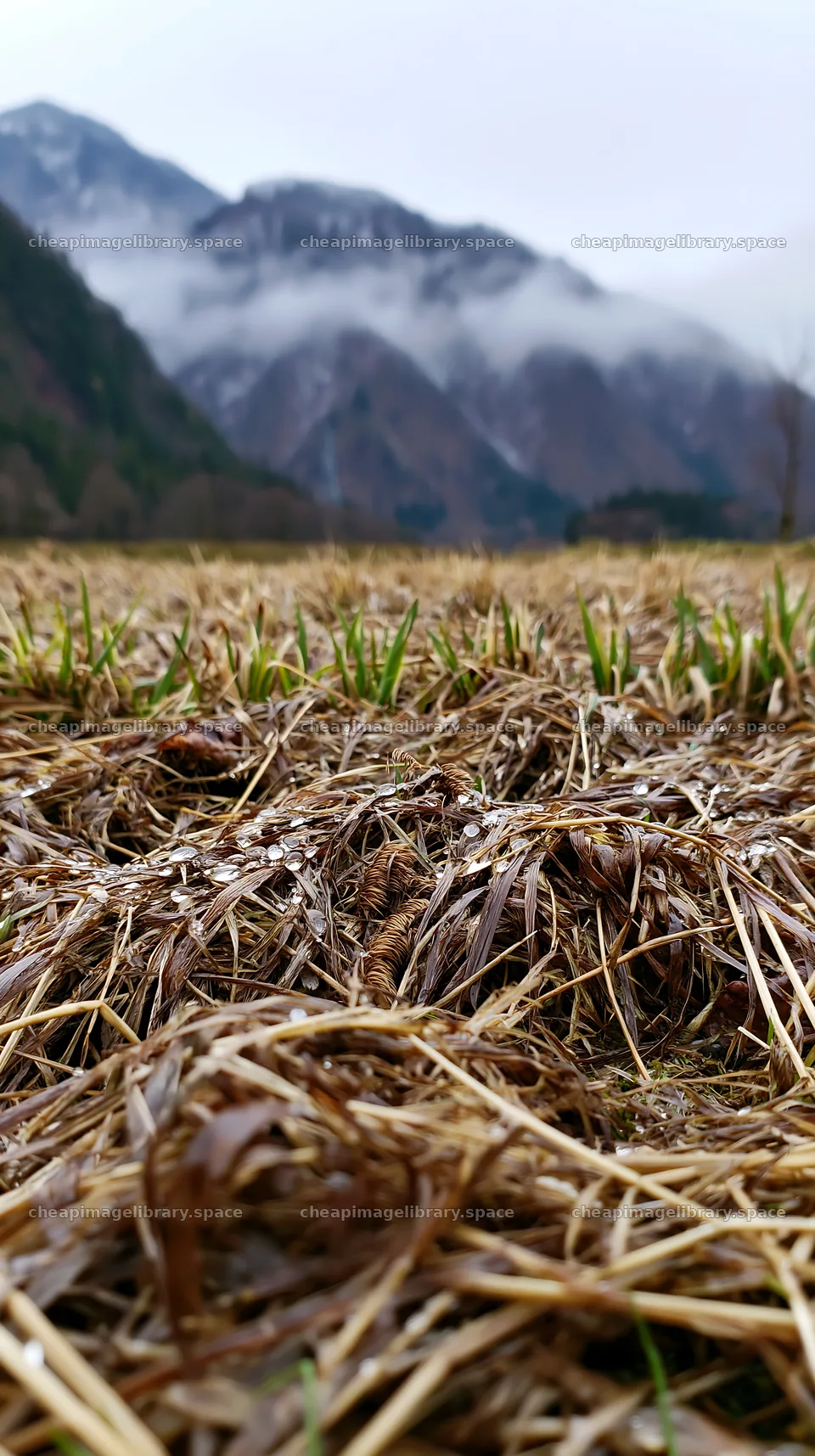 Fukui native grass meadow with rain droplets on a cloudy day – image library 5938x10608