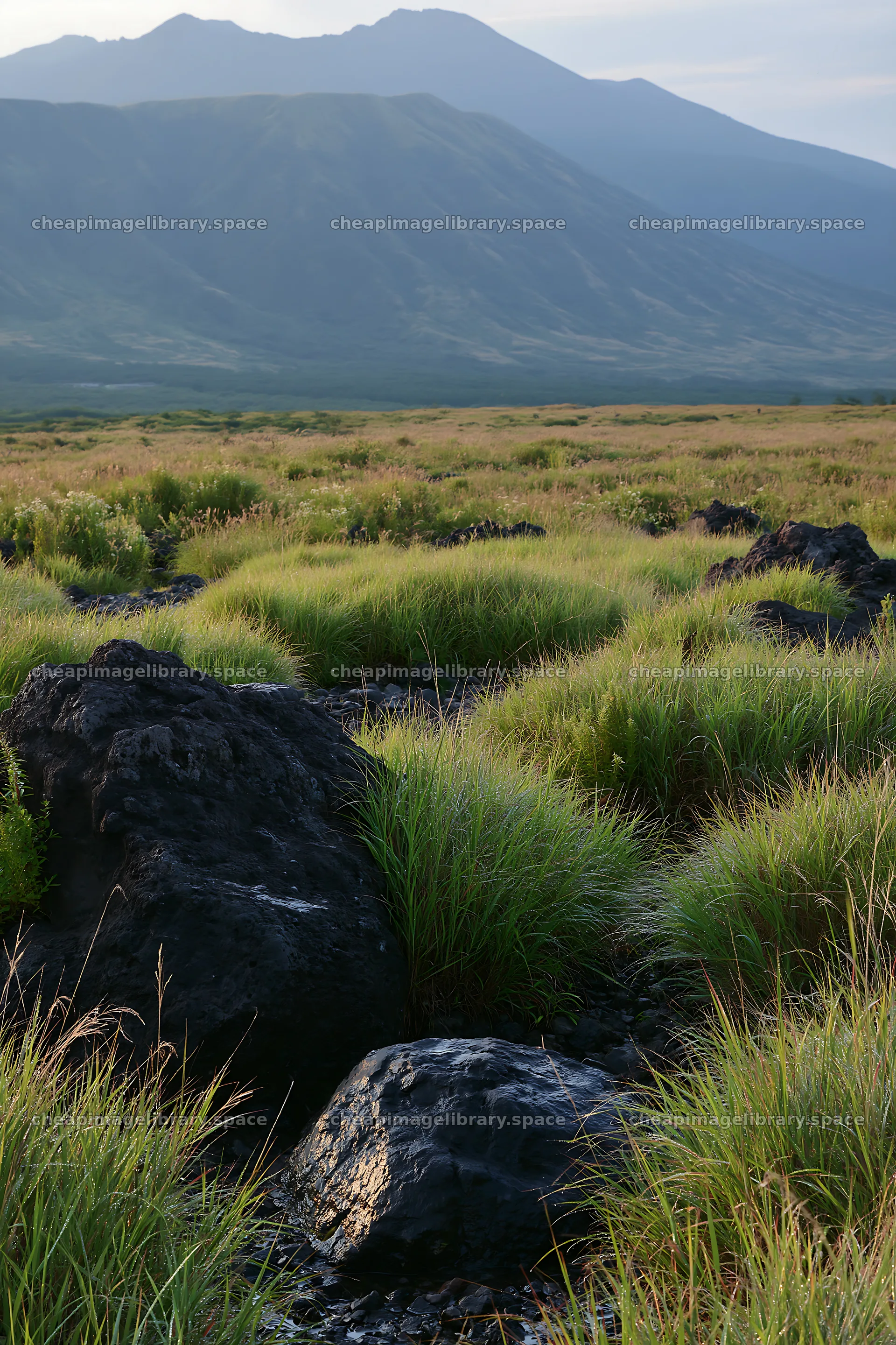 Biodiverse Nagano silver grass meadow with dew in morning light – image library 6480x9722