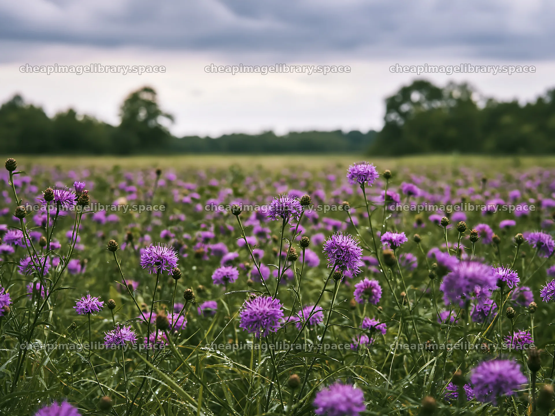 Violet knapweed meadow under a cloudy sky – image library 9174x6866