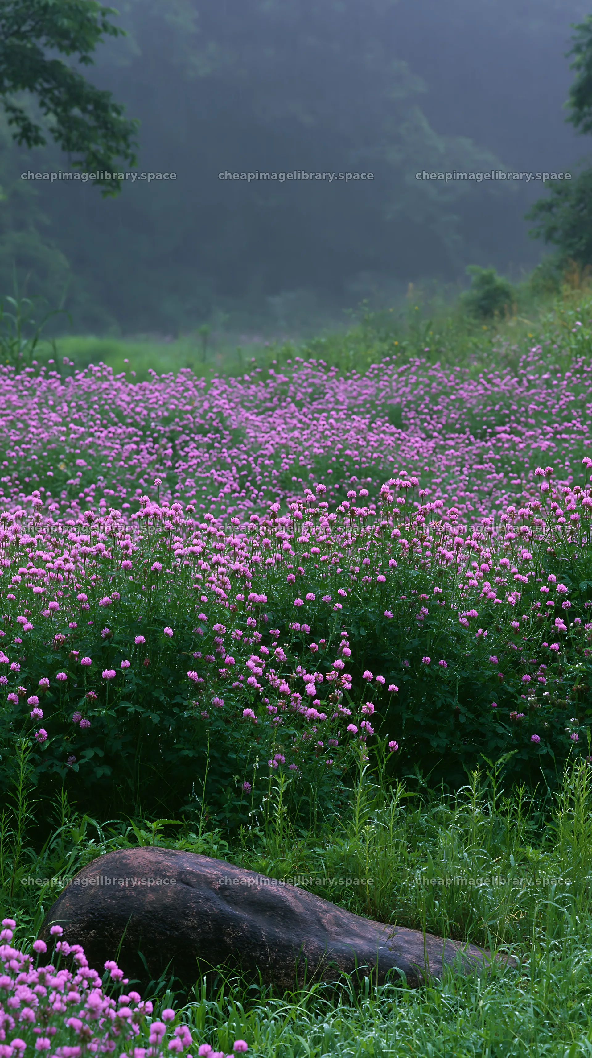 Hiroshima rainy meadow smooth rock foreground with flowers – image library 5938x10608
