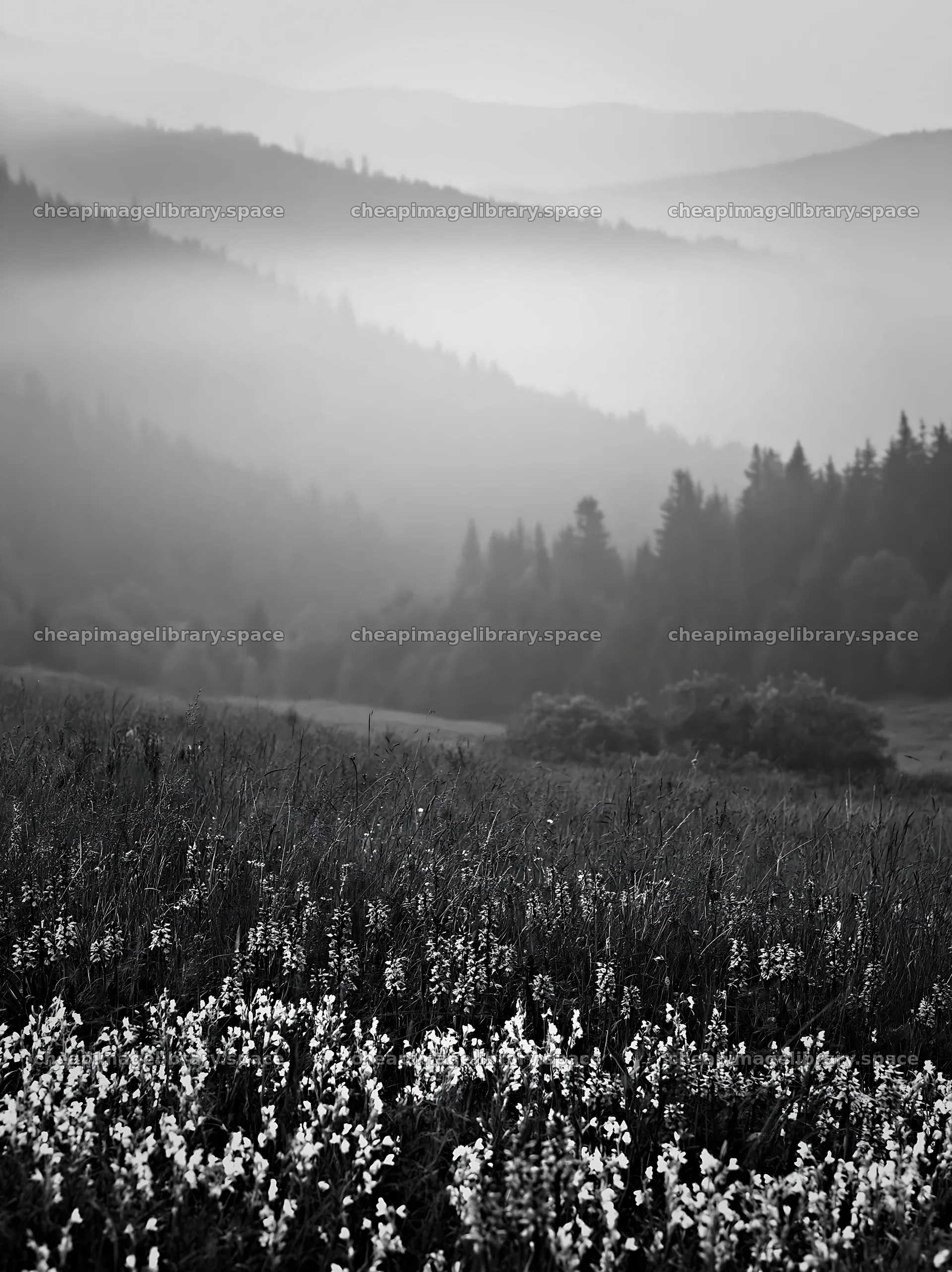 Colorful orchid meadow with misty hills in the background – image library 6866x9174