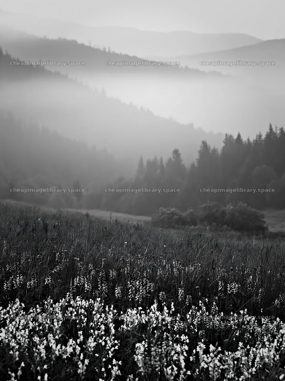 Colorful orchid meadow with misty hills in the background – image library 6866x9174