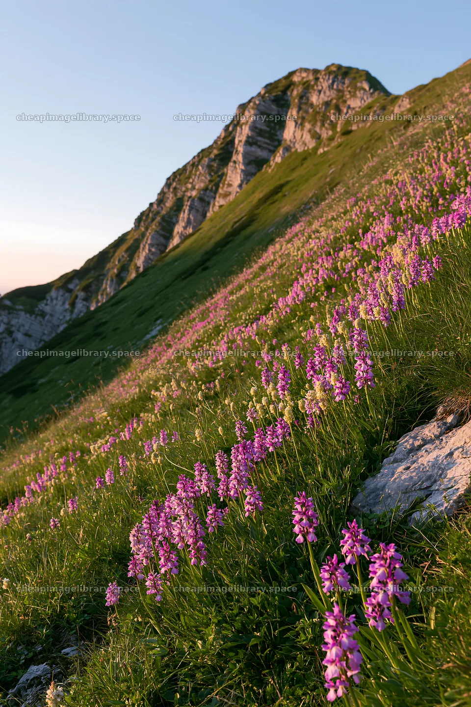 Wild orchid meadow with purple flowers on a mountain slope – image library 6480x9722